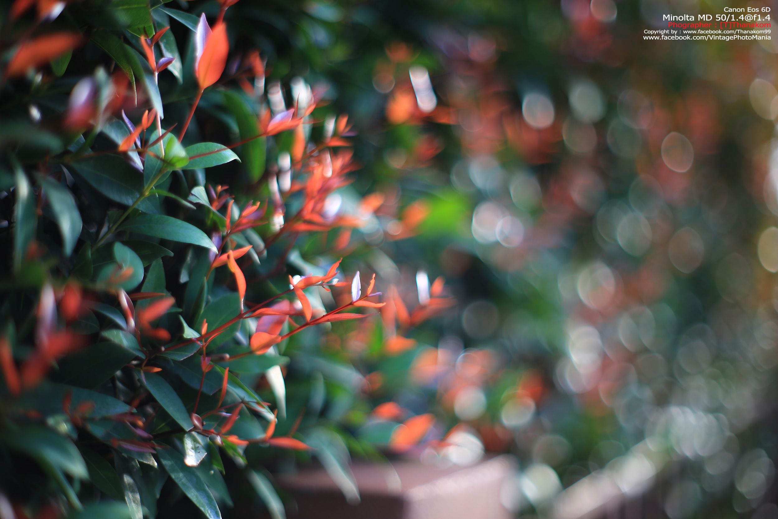 Minolta MC Rokkor-PG 50/1.4 *MD Mount เลนส์ไวแสงละลายฉากหลังสวย