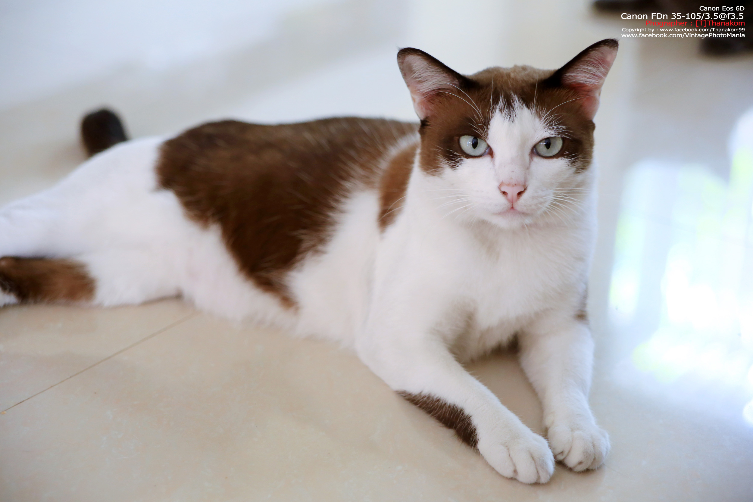 Canon FD 35-105/3.5 *FD Mount เลนส์อเนกประสงค์ไวแสงเอฟไม่ไหล