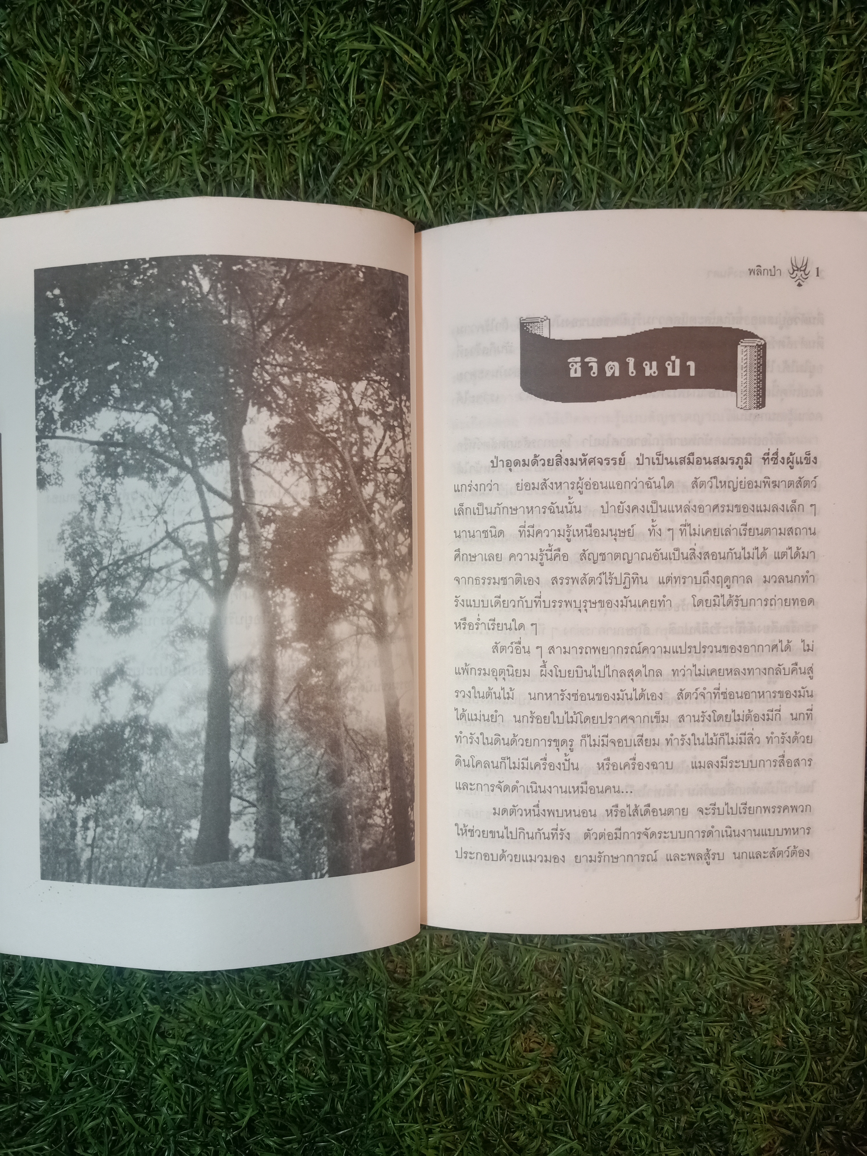 พลิกป่า ล่าประสบการณ์ / จินดา ดวงจินดา