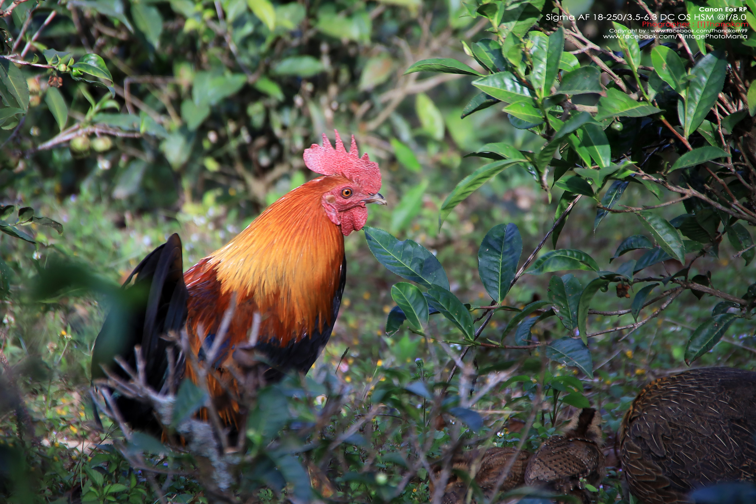 Sigma AF 18-250/3.5-6.3 DC OS HSM *Canon EF-S Mount เลนส์อเนกประสงค์ตัวเล็กซูมได้ 14 เท่ามีกันสั่น