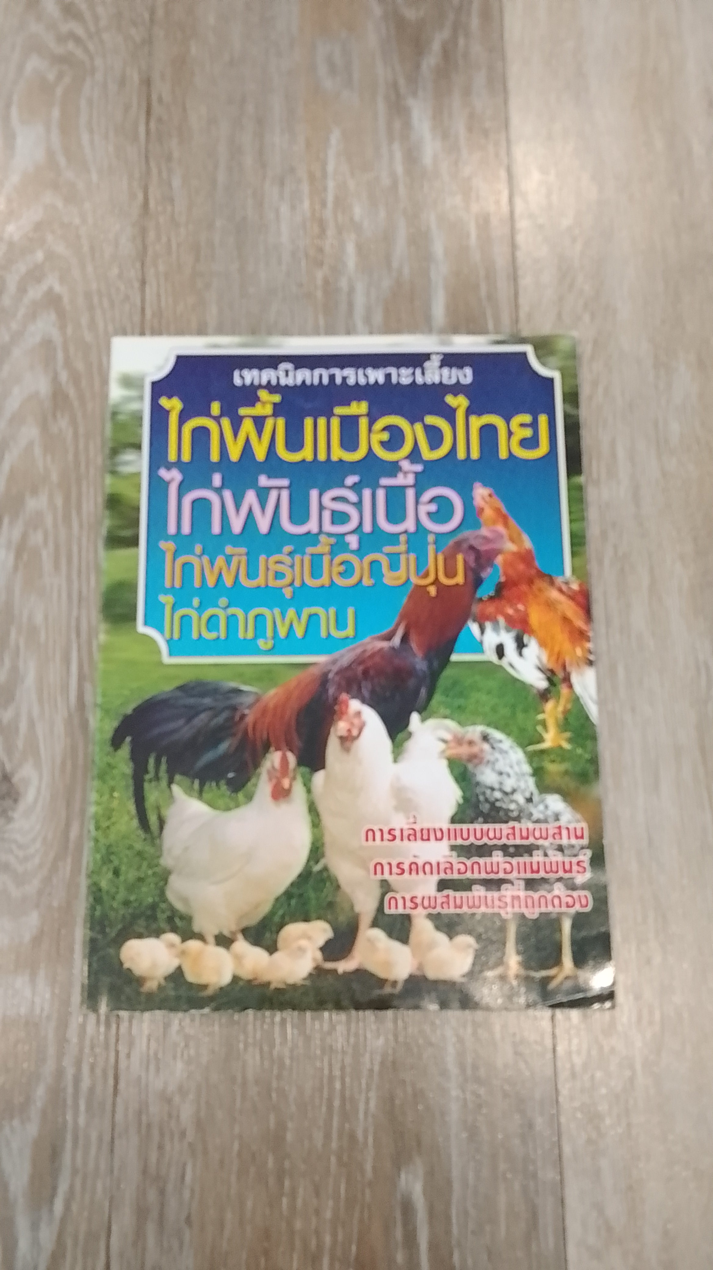 เทคนิคการเพาะเลี้ยง ไก่พื้นเมืองไทย ไก่พันธุ์เนื้อ ไก่พันธุ์เนื้อญี่ปุ่น