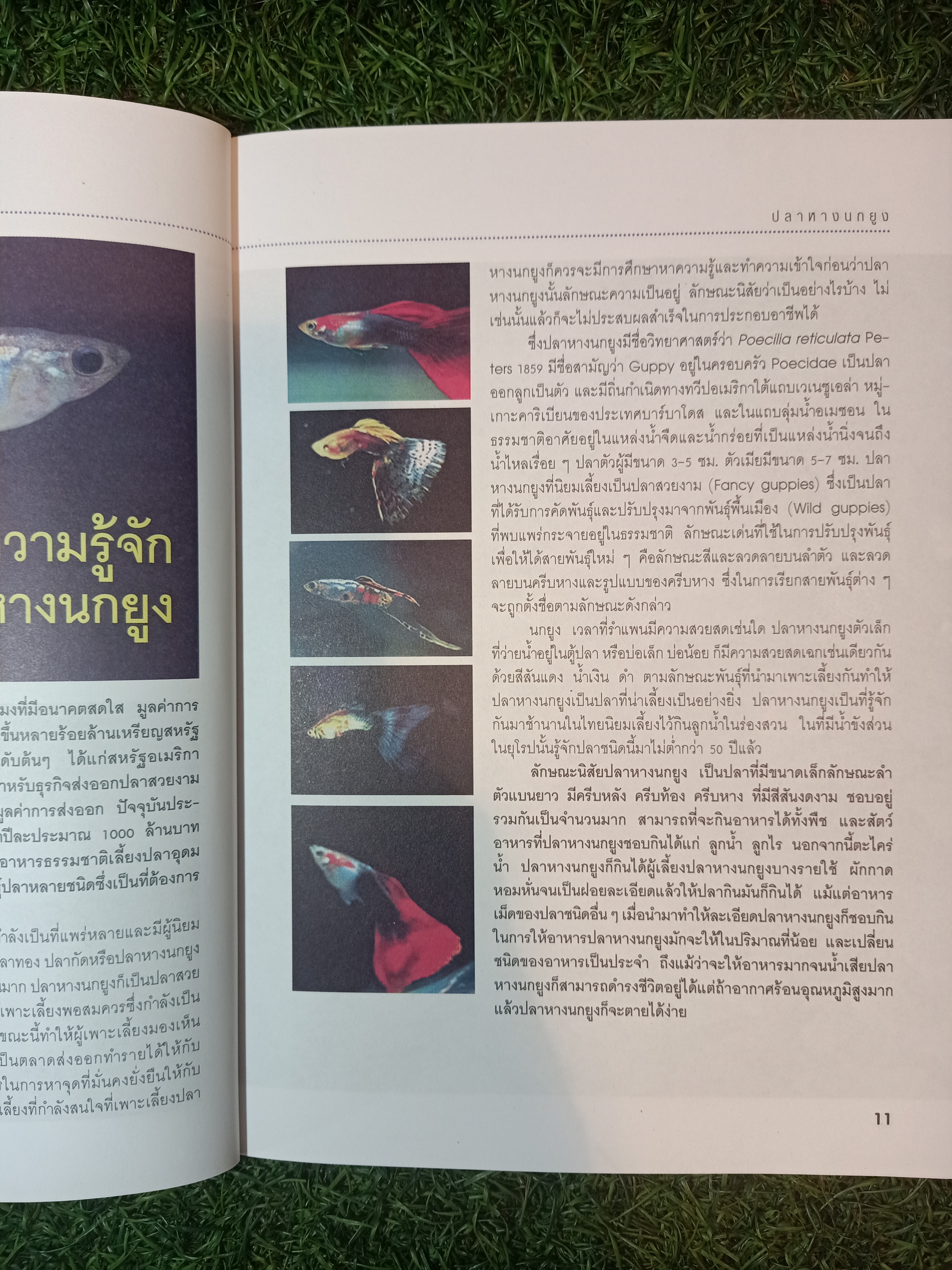สายพันธุืและการเพาะเลี้ยง ปลาหางนกยูง GUPPY / กฤษณา แก้วชะอุ่ม ภีระ ไกรแสงศรี