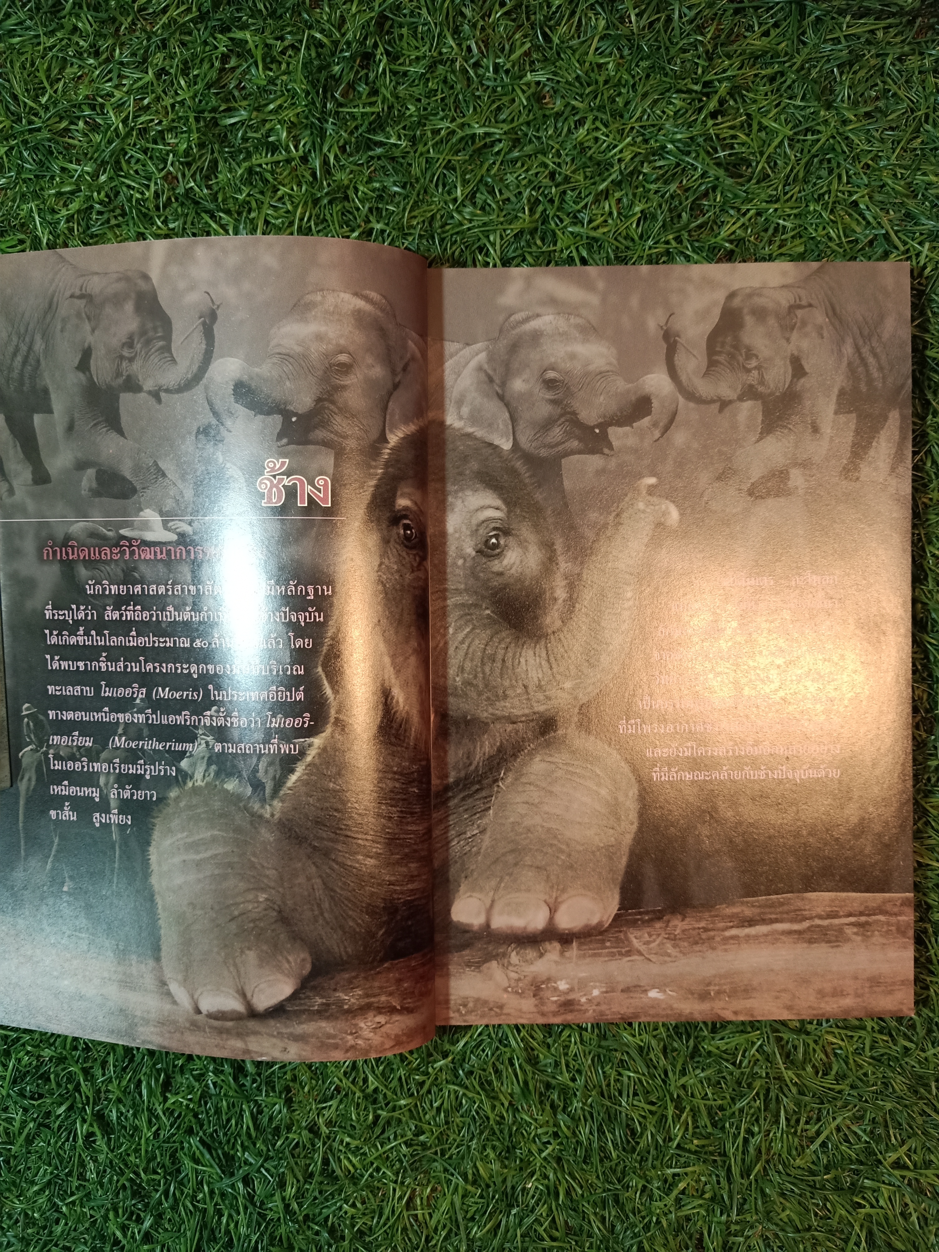 สารานุกรมไทยสำหรับเยาวชน ช้าง ม้า วัวควาย ฉบับเสริมการเรียนรู้ เล่ม ๑๒ / อลงกรณ์ มหรรณพ