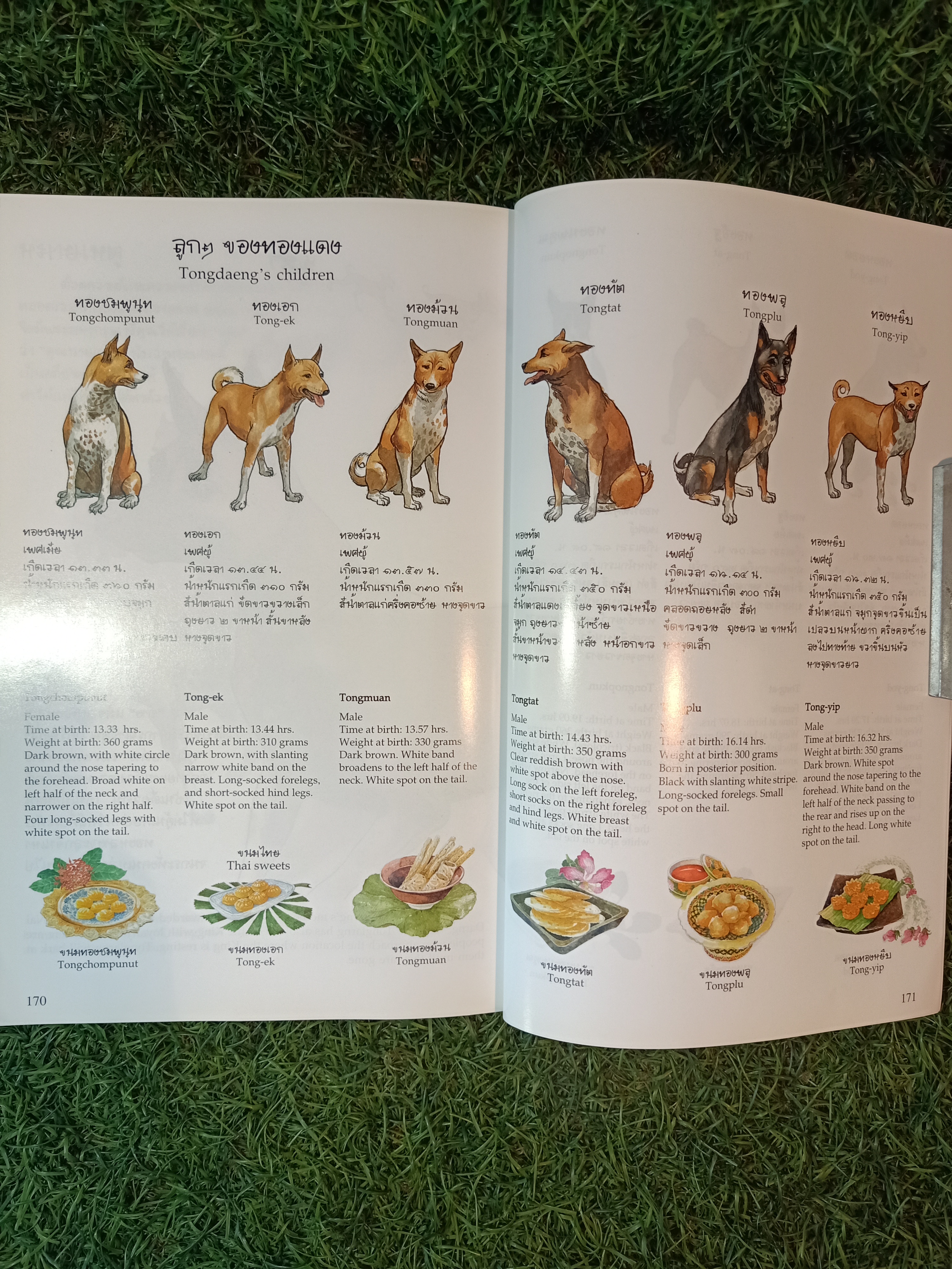 พระราชนิพนธ์เรื่อง ทองแดง ฉบับการ์ตูน / พระราชนิพนธ์ พระบาทสมเด็จพระเจ้าอยู่หัวภูมิพลอดุลยเดชฯ