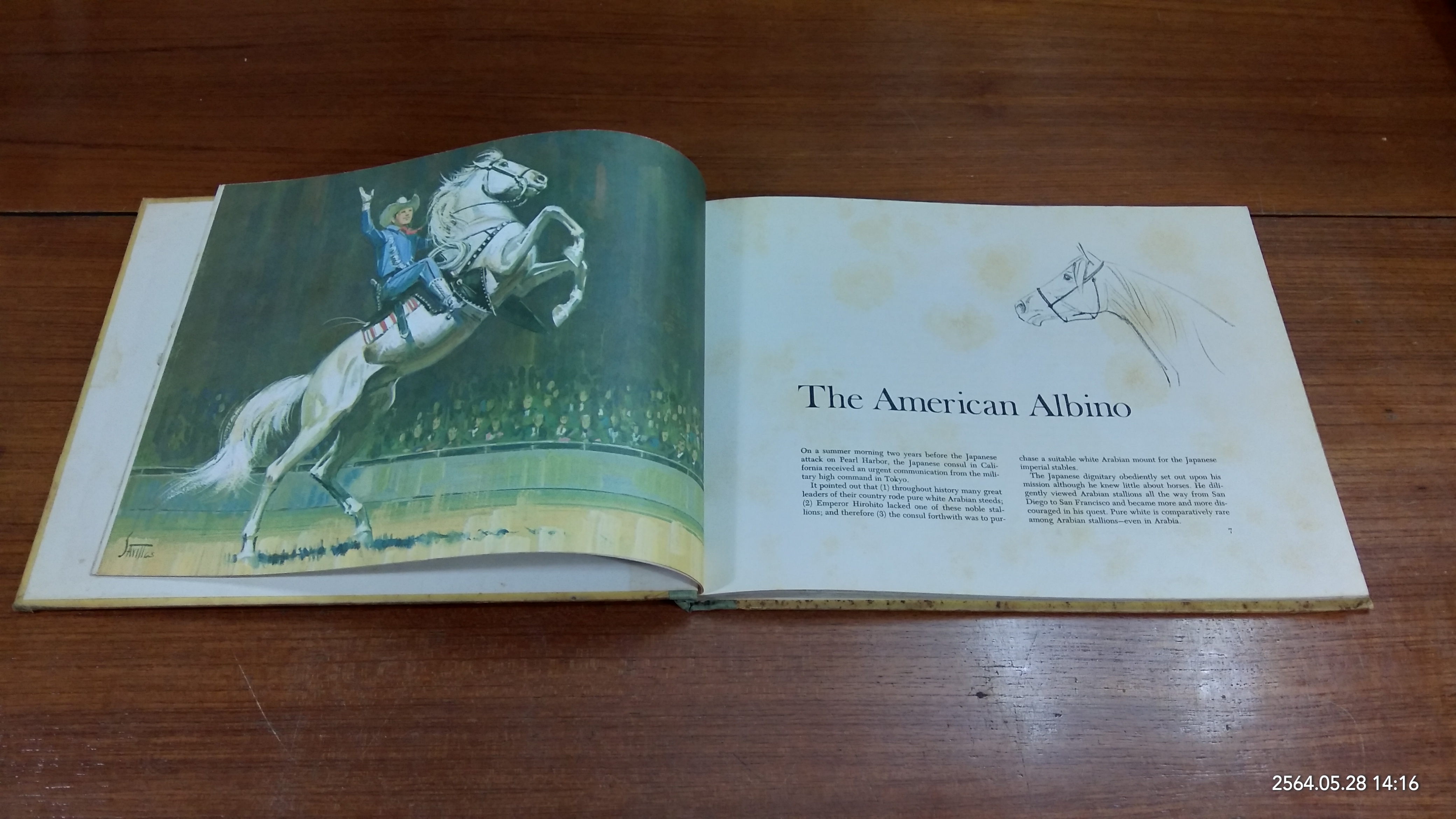 AMERICA'S HORSES / SAM SAVITT