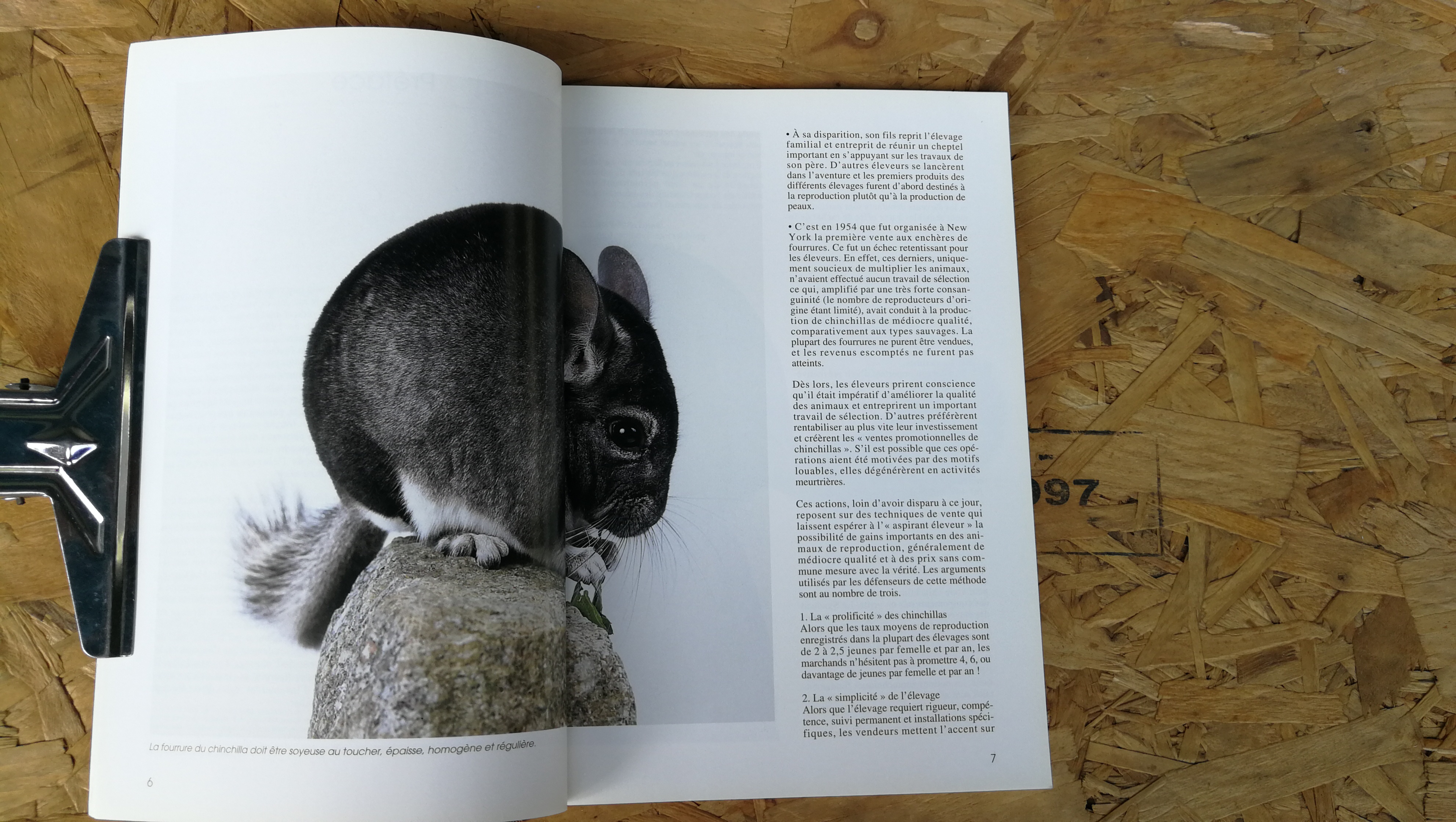 LE CHINCHILLA / Yves Masiac