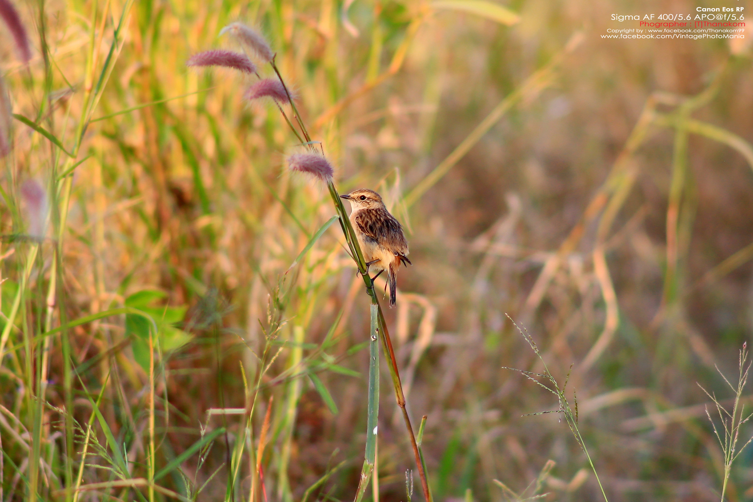 Sigma AF 400/5.6 *Nikon AF-D Mount เลนส์ซูมซูเปอร์เทเลสายถ่ายนกเอฟกว้าง