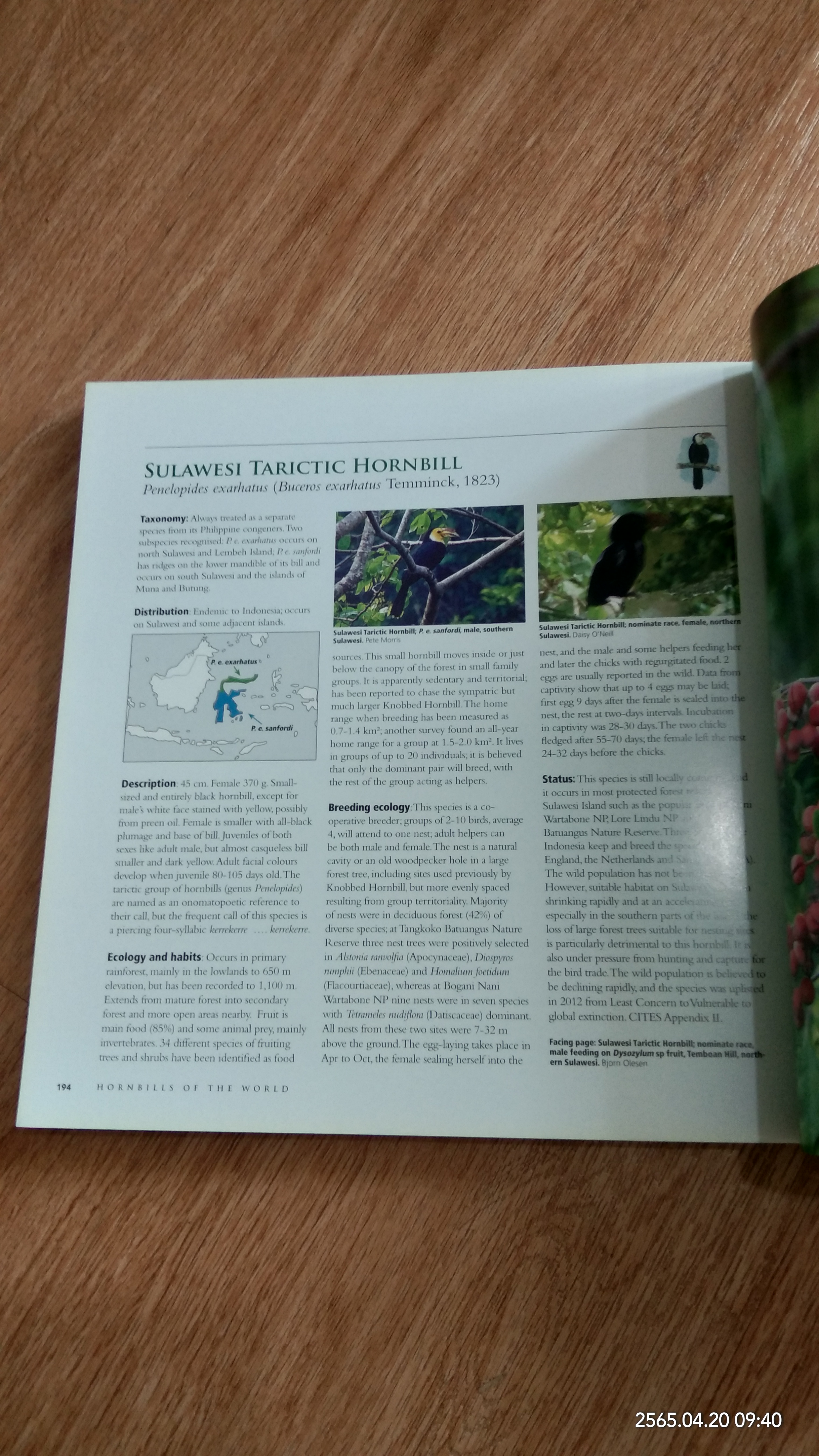 HORNBILLS OF THE WORLD / Poonswad, Pilai, Alan Kemp, Morten Strange