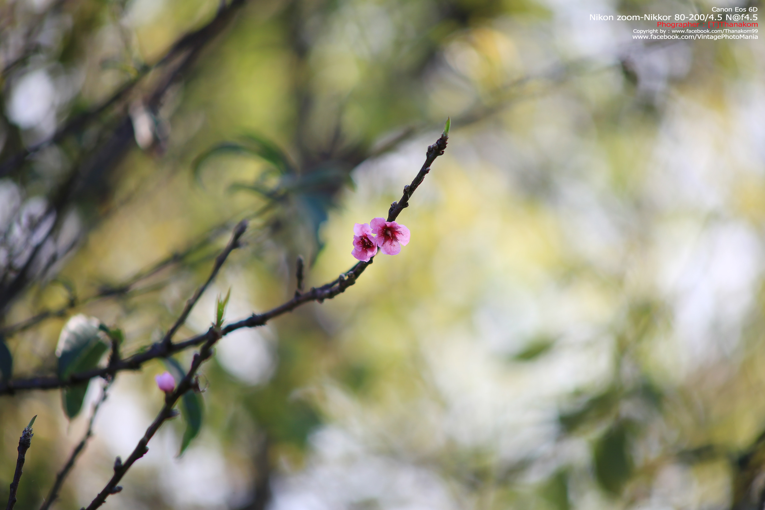 Nikon Zoom-Nikkor 80-200/4.5 N *Nikon Ai-S Mount เลนส์ซูมมือหมุนระยะไกลคมๆจากนิค่อน