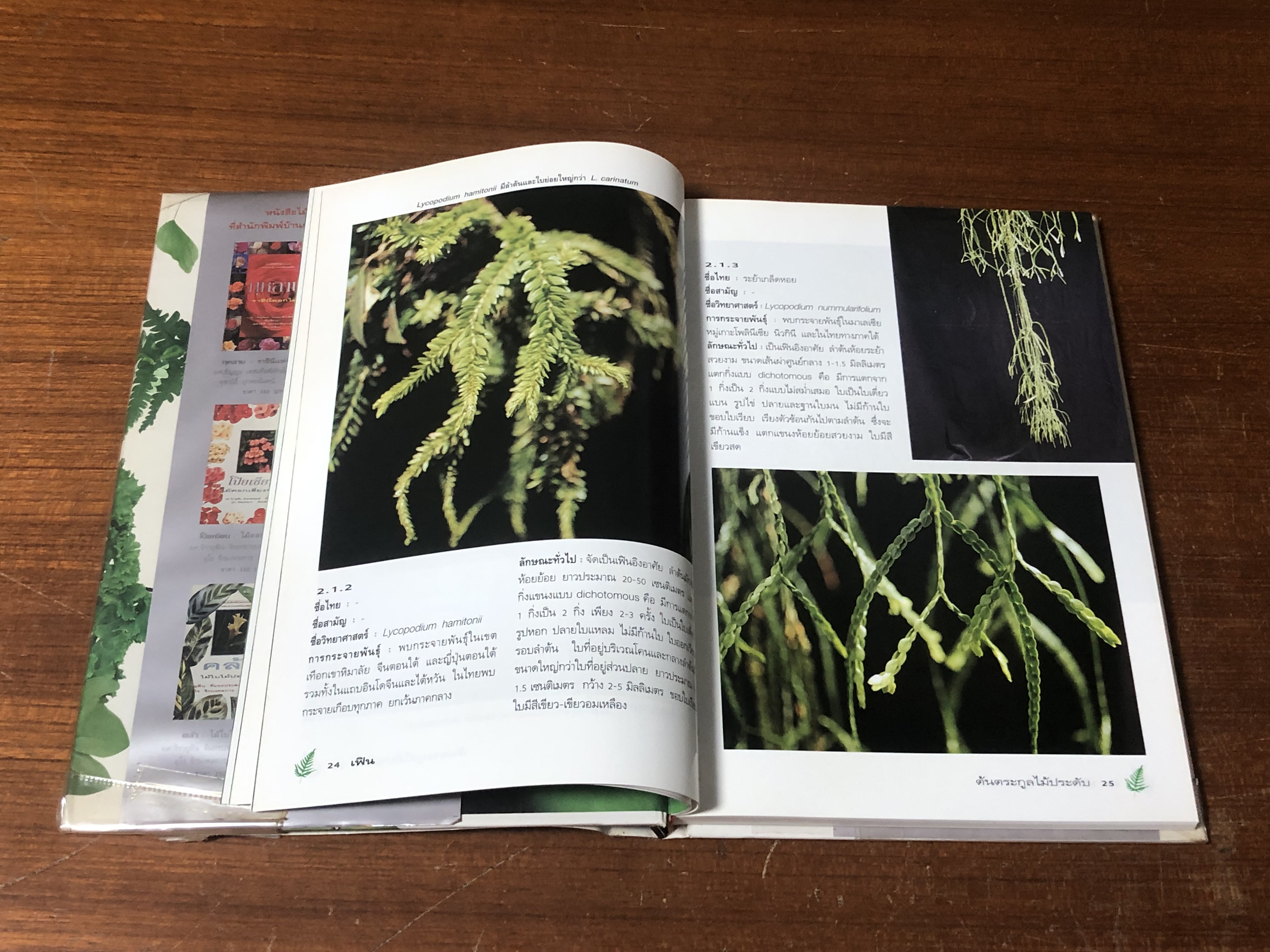 เฟิน : ต้นตระกูลไม้ประดับ / ม.ล.จารุพันธ์ ทองแถม