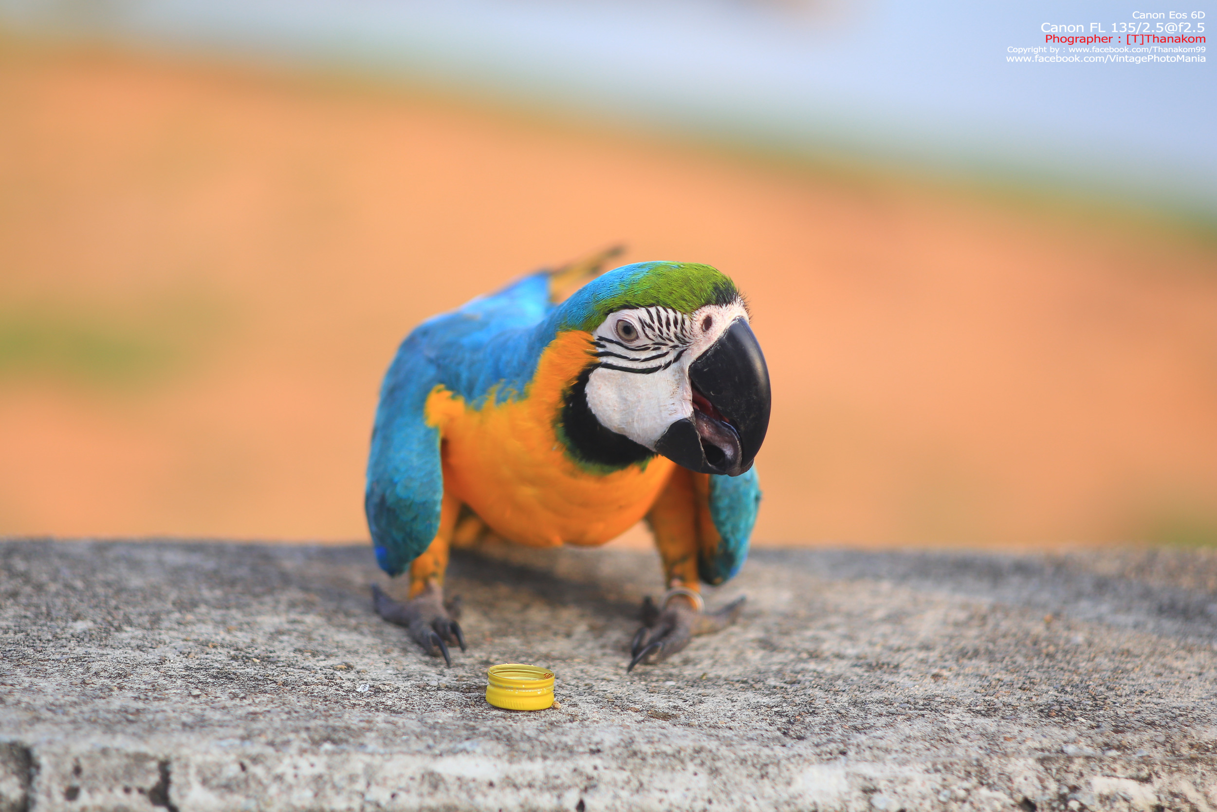 Canon FL 135/2.5 *Canon FD Mount เลนส์ไวแสงละลายฉากหลังสวย