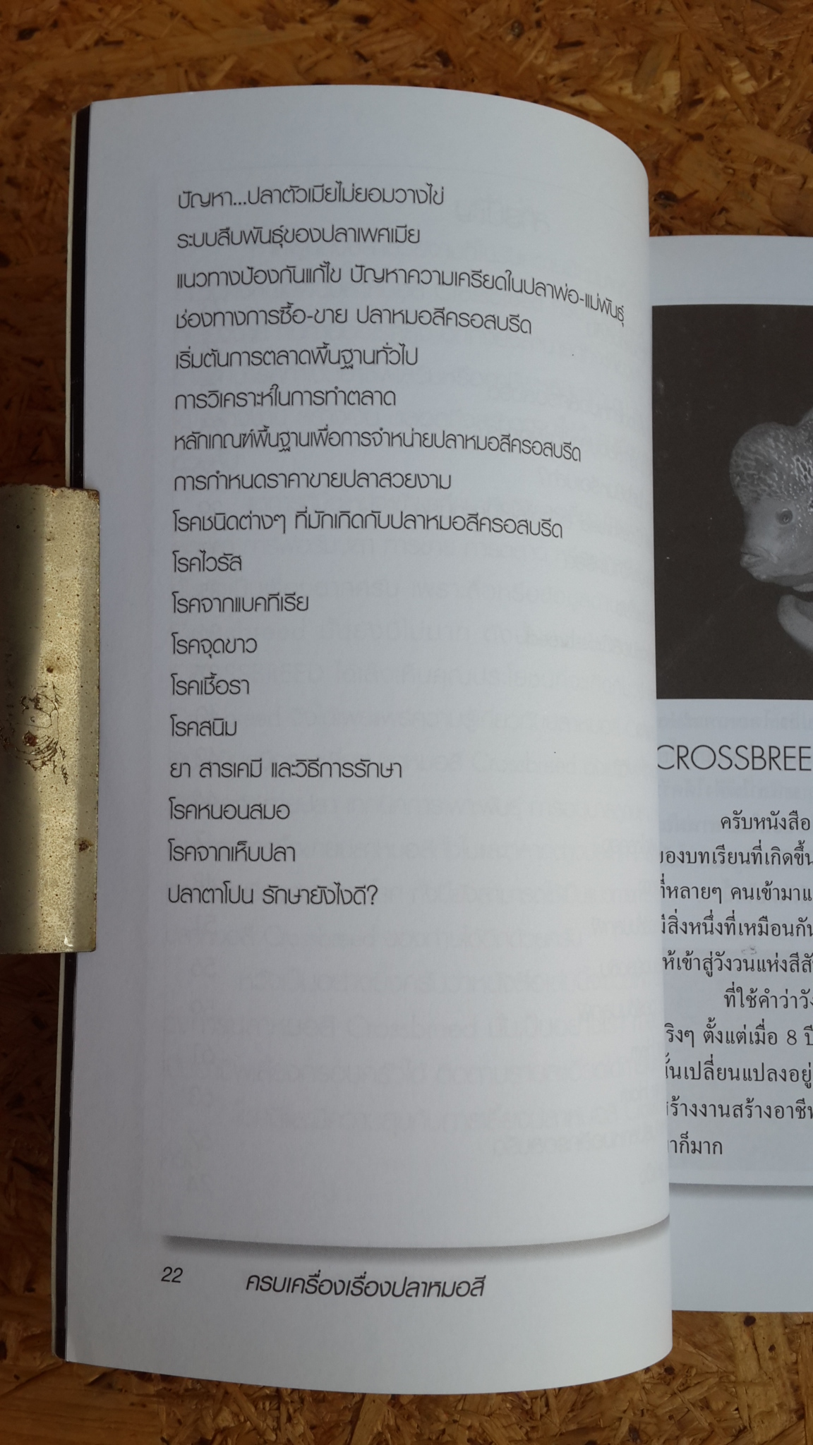 ครบเครื่องเรื่องปลาหมอสี