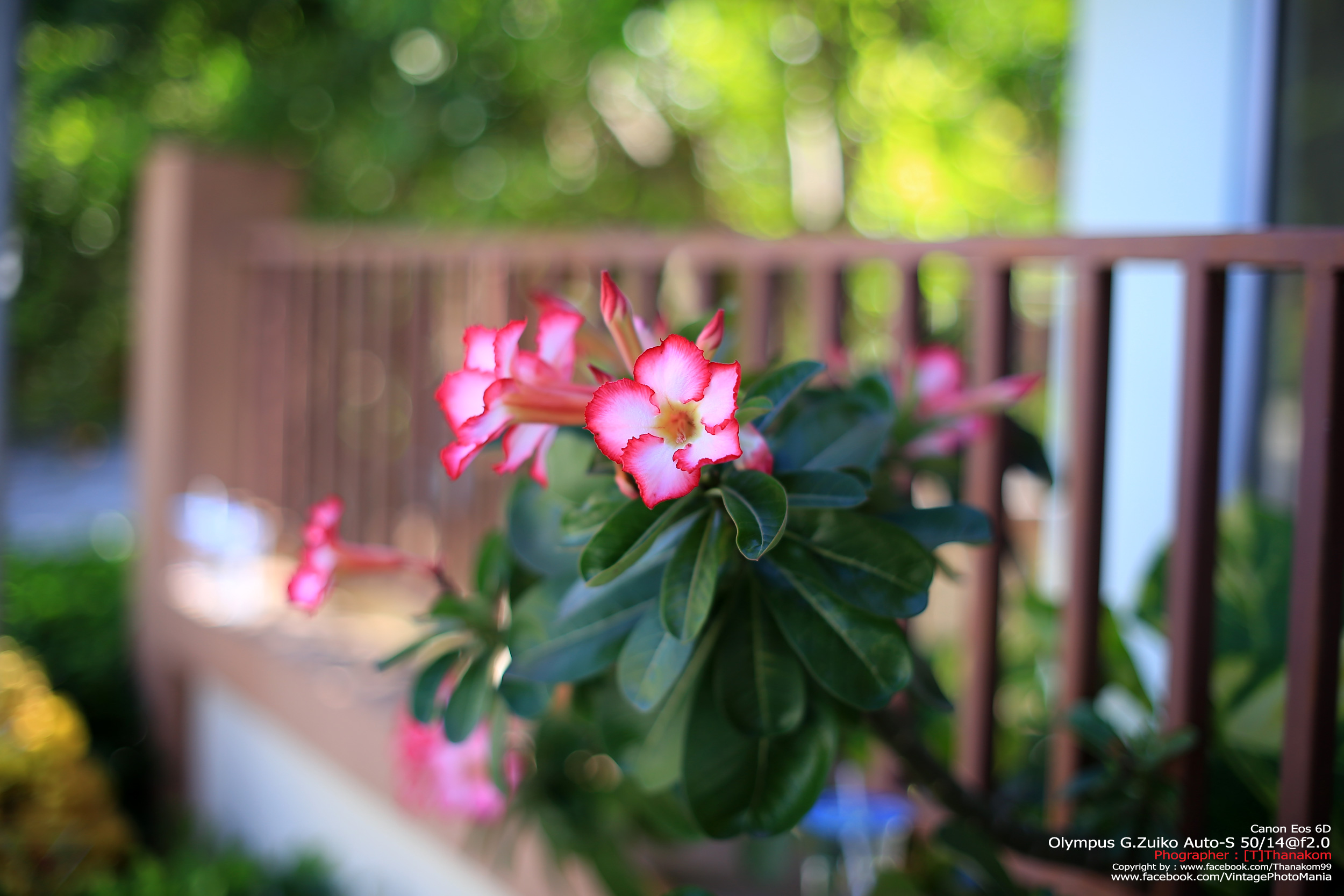 Olympus G.Zuiko Auto-S 50/1.4 *OM Mount เลนส์ไวแสงละลายฉากหลังสวย