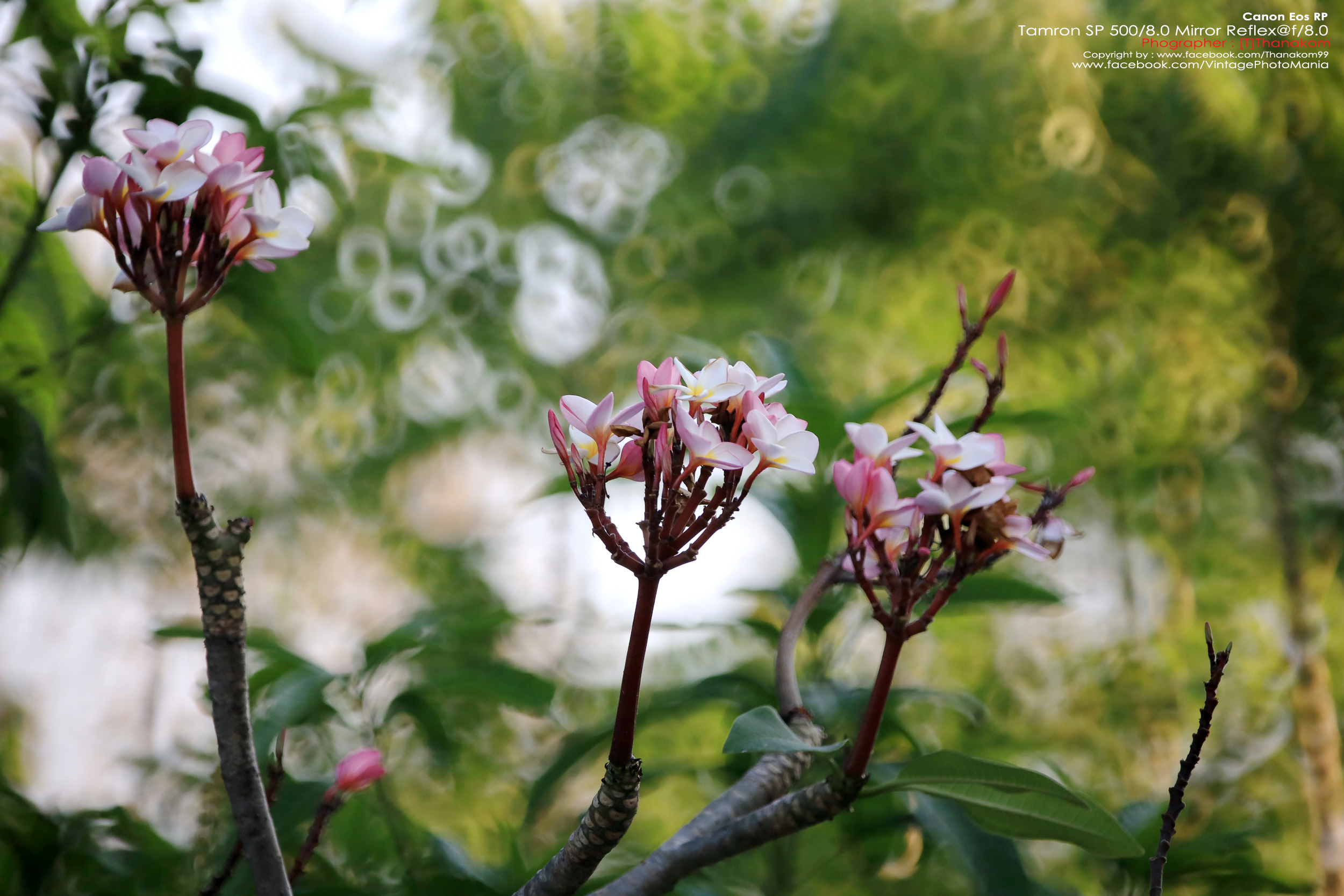 Tamron SP 500/8.0 Mirror Reflex Macro *Canon EF Mount เลนส์ถ่ายไกลสุดๆโบเก้โดนัท