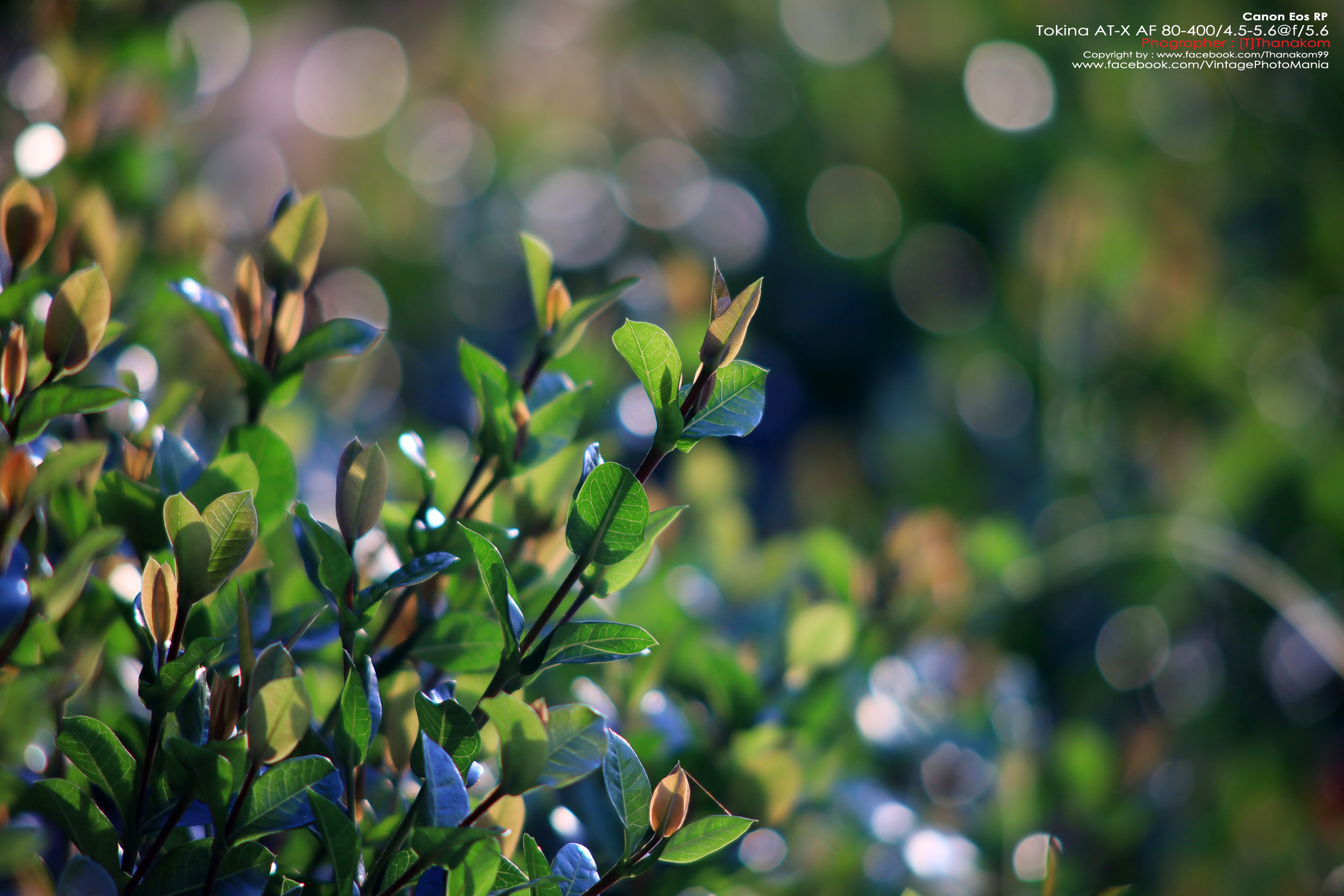 Tokina AT-X AF 100-300/4.0 Internal Focus *Nikon AF-D Mount เลนส์ซูมซูเปอร์เทเลสายถ่ายนกเอฟไม่ไหล