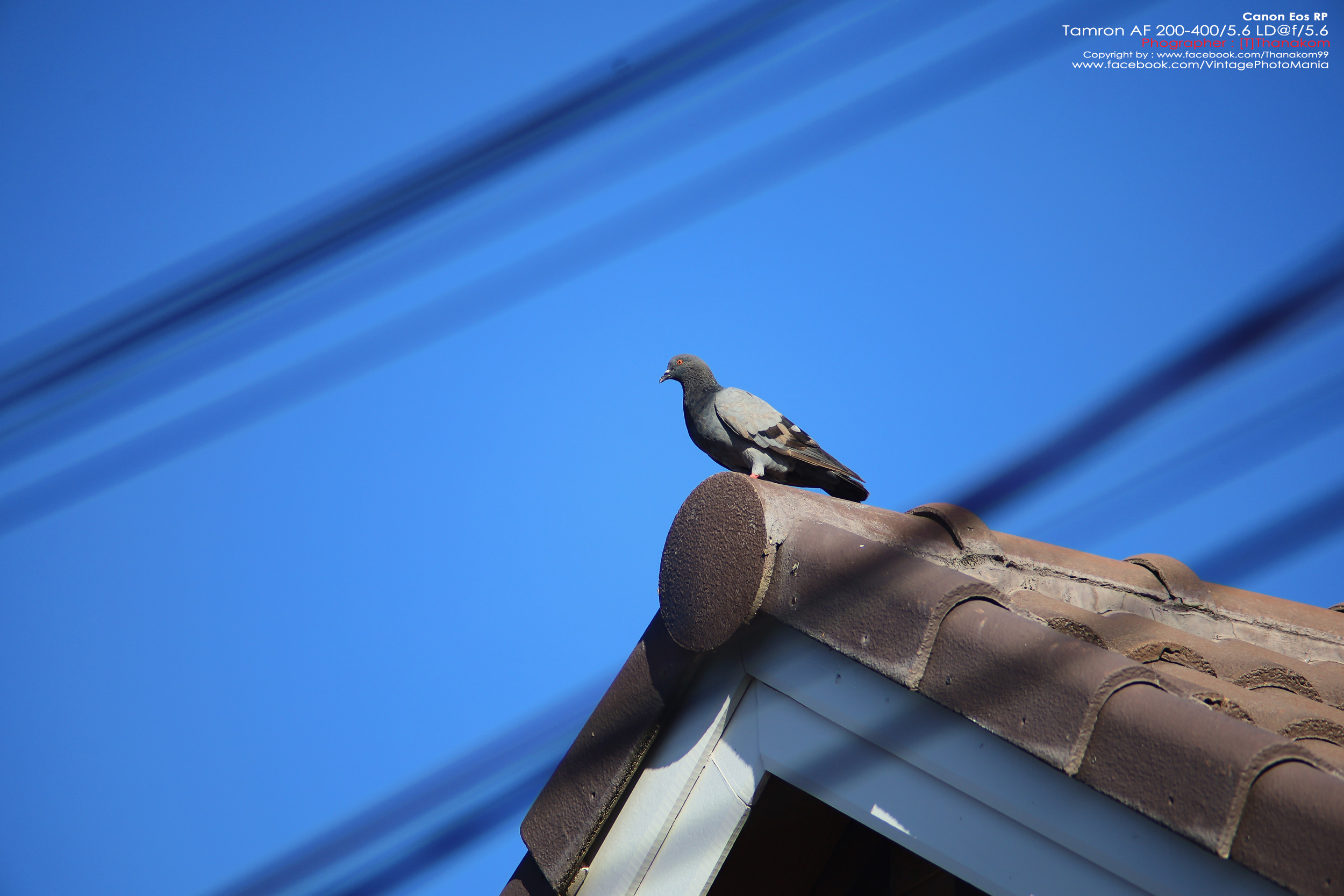 Tamron AF 200-400/5.6 LD *Canon EF เลนส์ซูมซูเปอร์เทเลสายถ่ายนกเอฟไม่ไหล