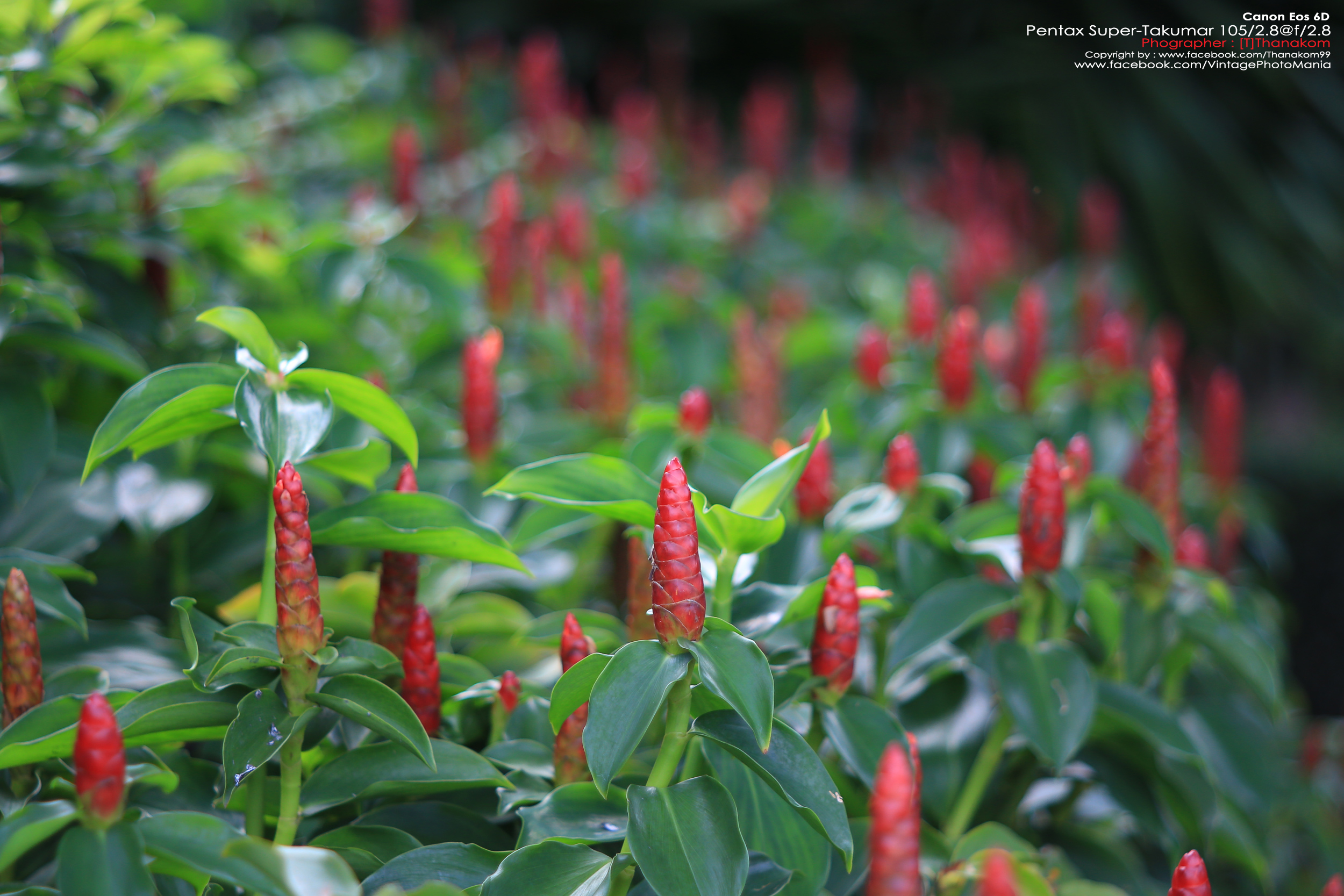 Pentax Super-Multi-Coated Takumar 105/2.8 *M42 Mount เลนส์พรอตเทรตตัวเล็กคมๆ