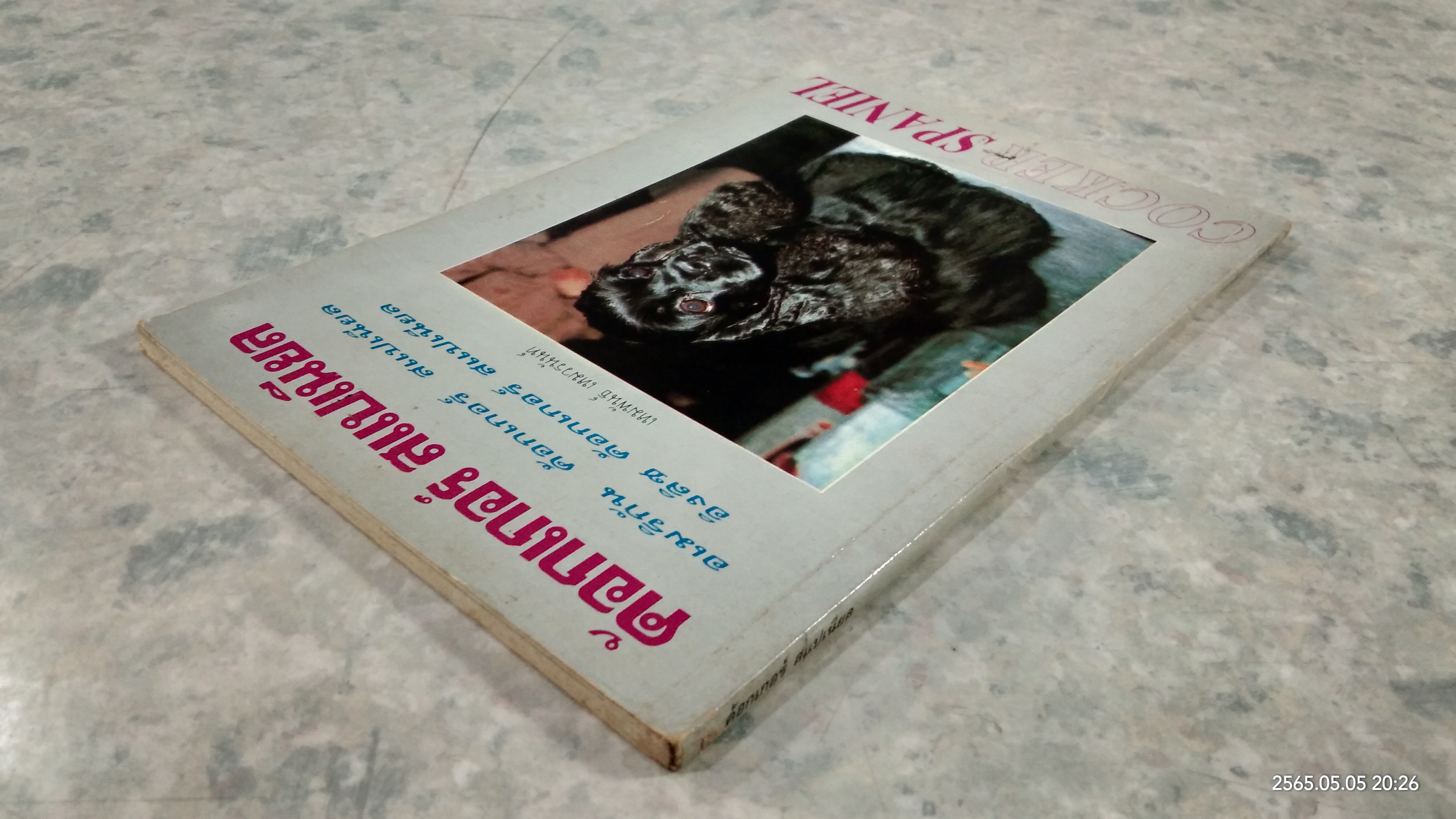 ค้อกเกอร์ สแปเนียล / เหมพันธ์ เหมวรนันท์