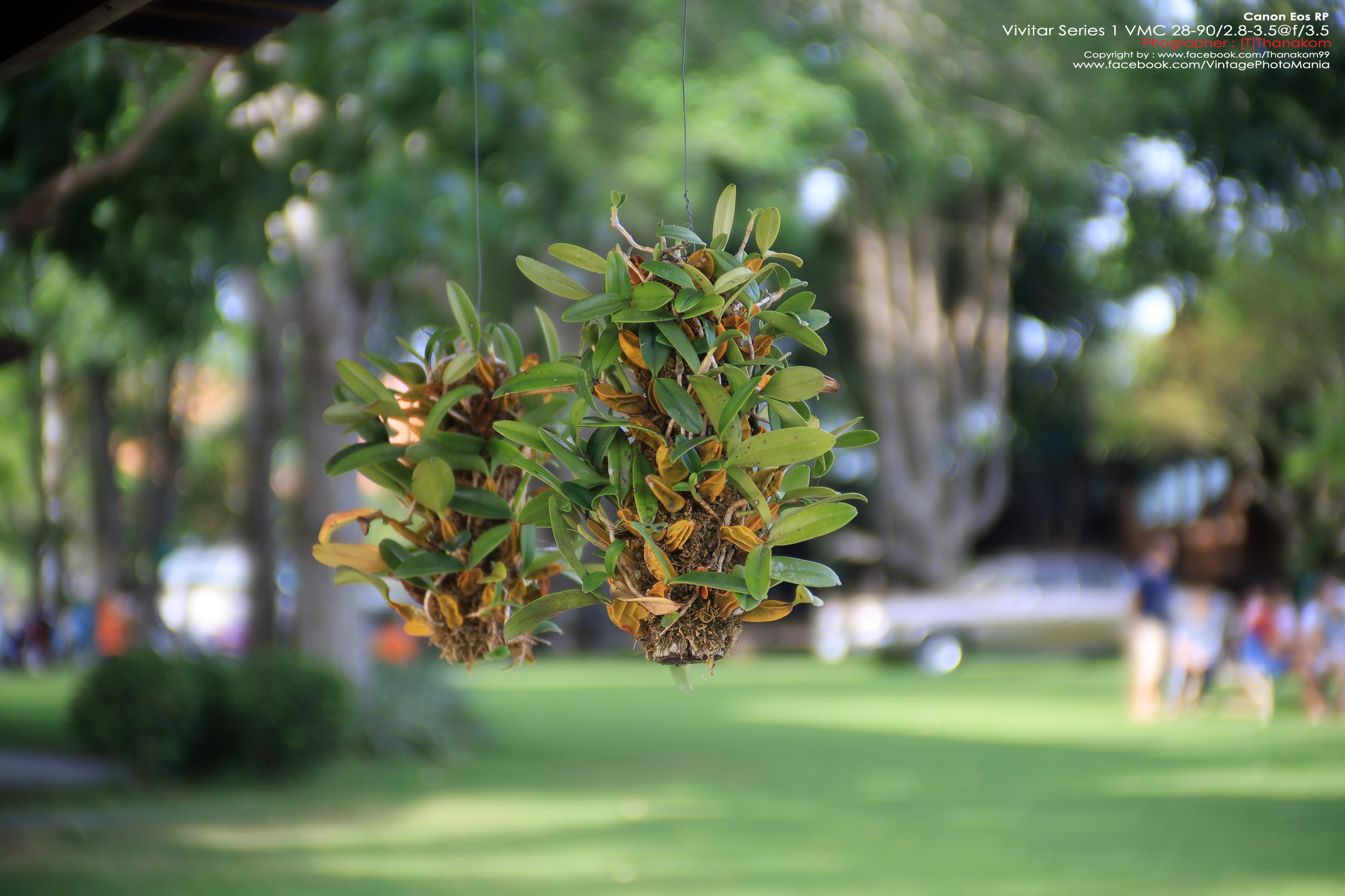 Vivitar Series-1 VMC 35-85/2.8 *FD Mount เลนส์ไวแสงที่หายากมากจากวิวิตา