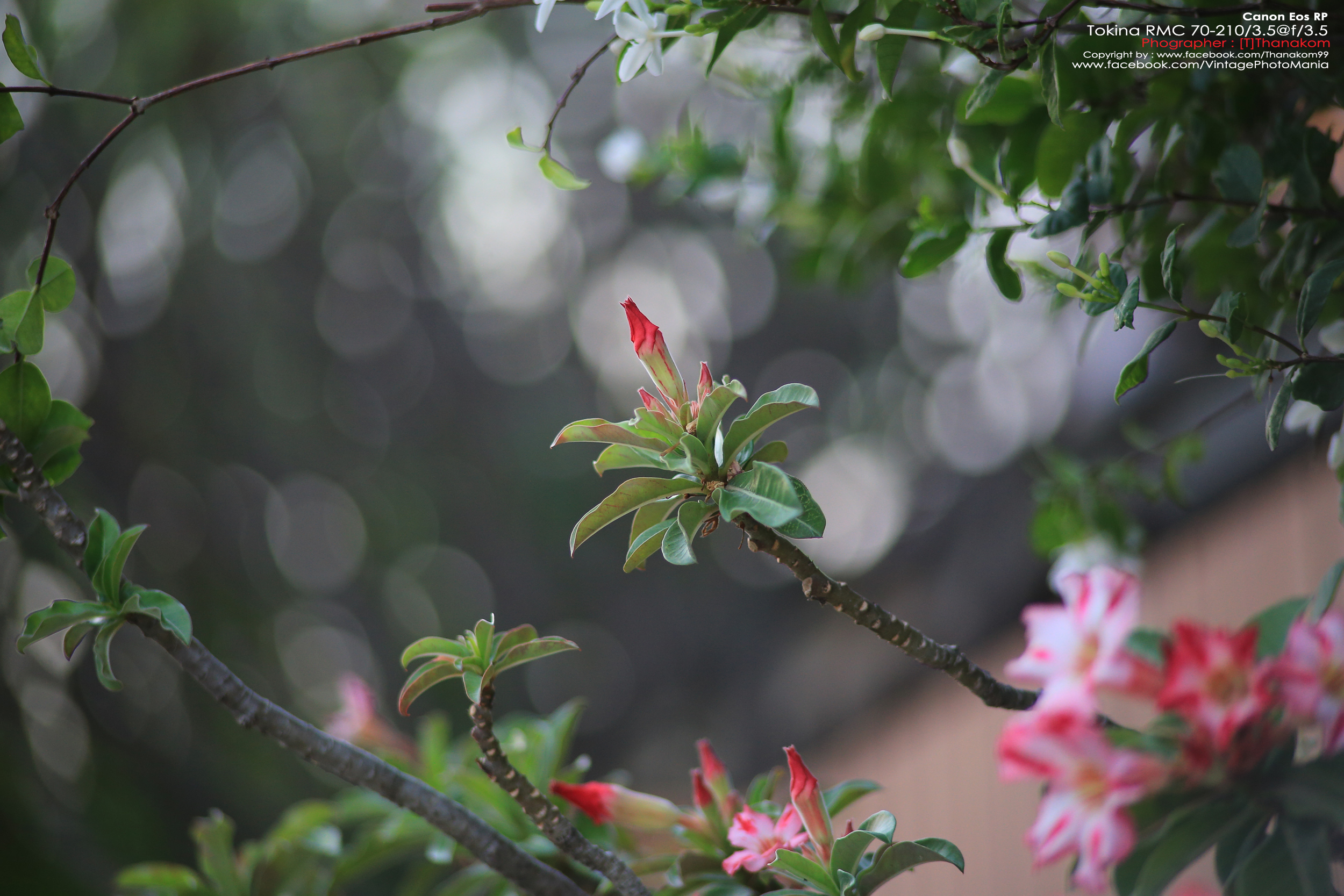 Tokina RMC 70-210/3.5 *Nikon Ai-S Mount เลนส์ไวแสงคมๆโบเก้สวย