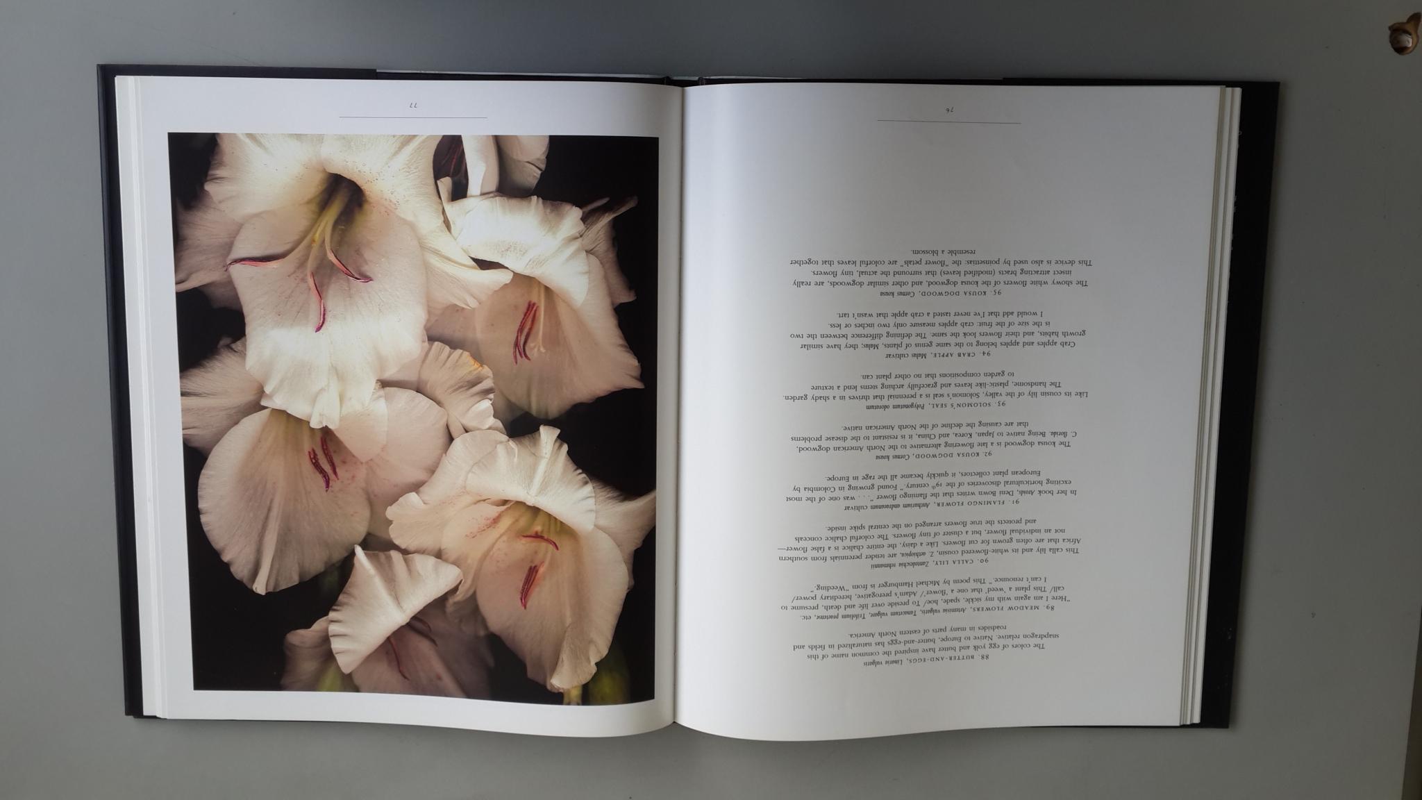 ONE HUNDRED FLOWERS / HAROLD FEINSTEIN