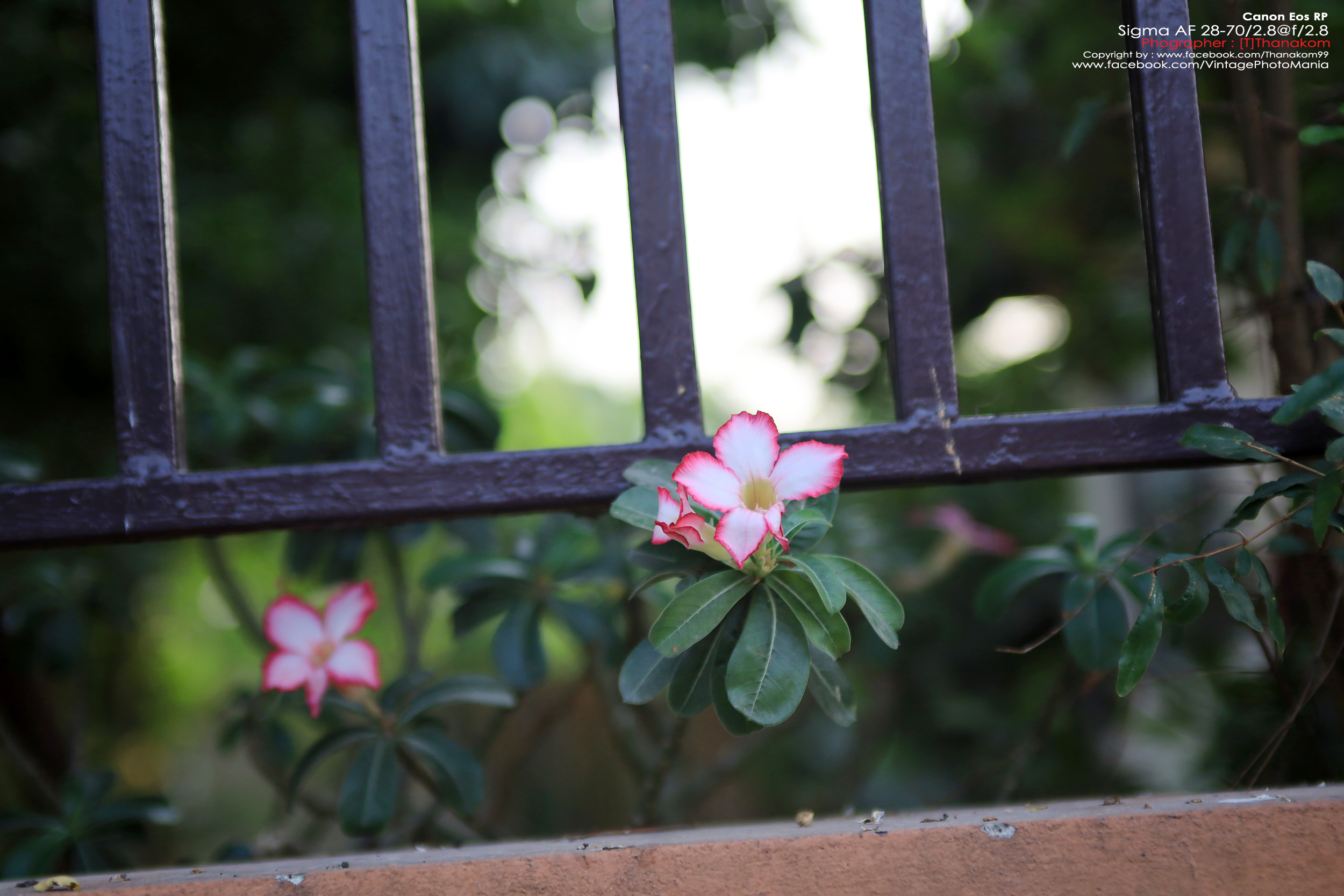 Sigma 28-70/2.8 *Nikon Ai-S Mount เลนส์โปรไวแสงละลายฉากหลังสวย