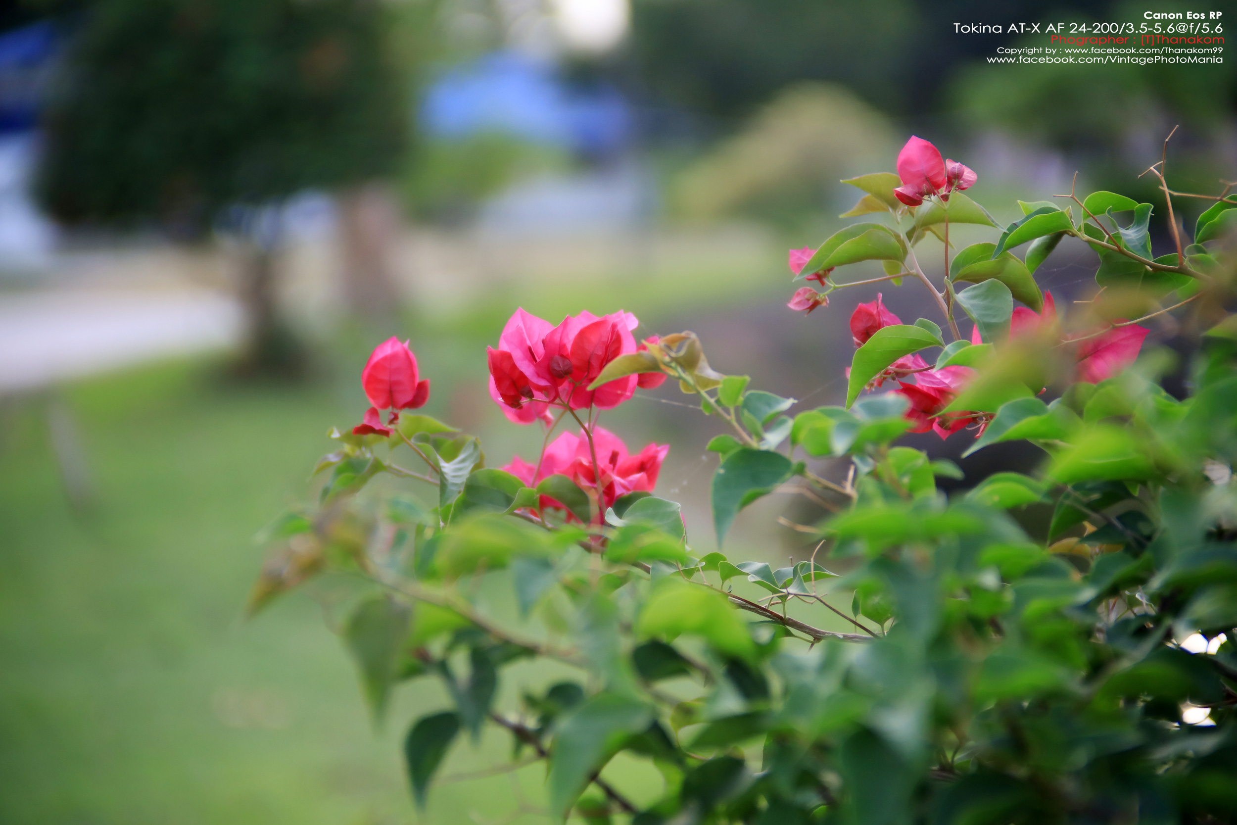 Tokina AT-X AF 24-200/3.5-5.6 Aspherical[IF] *Nikon AF-D Mount เลนส์ครอบจักรวาลรองรับฟูลเฟรม