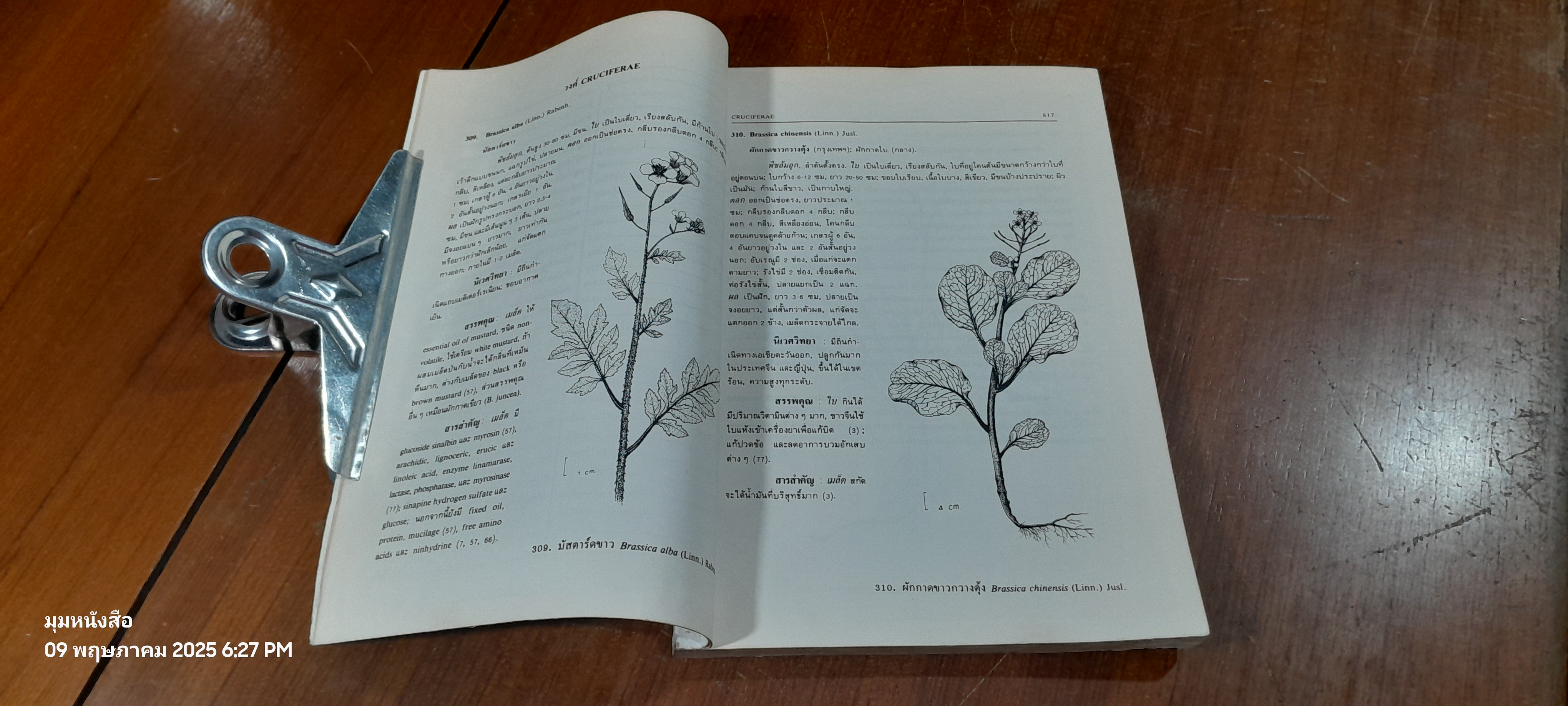 สมุนไพรไทย ตอนที่ 5 (มีรอยโดนน้ำ) / ลีนา ผู้พัฒนพงศ์