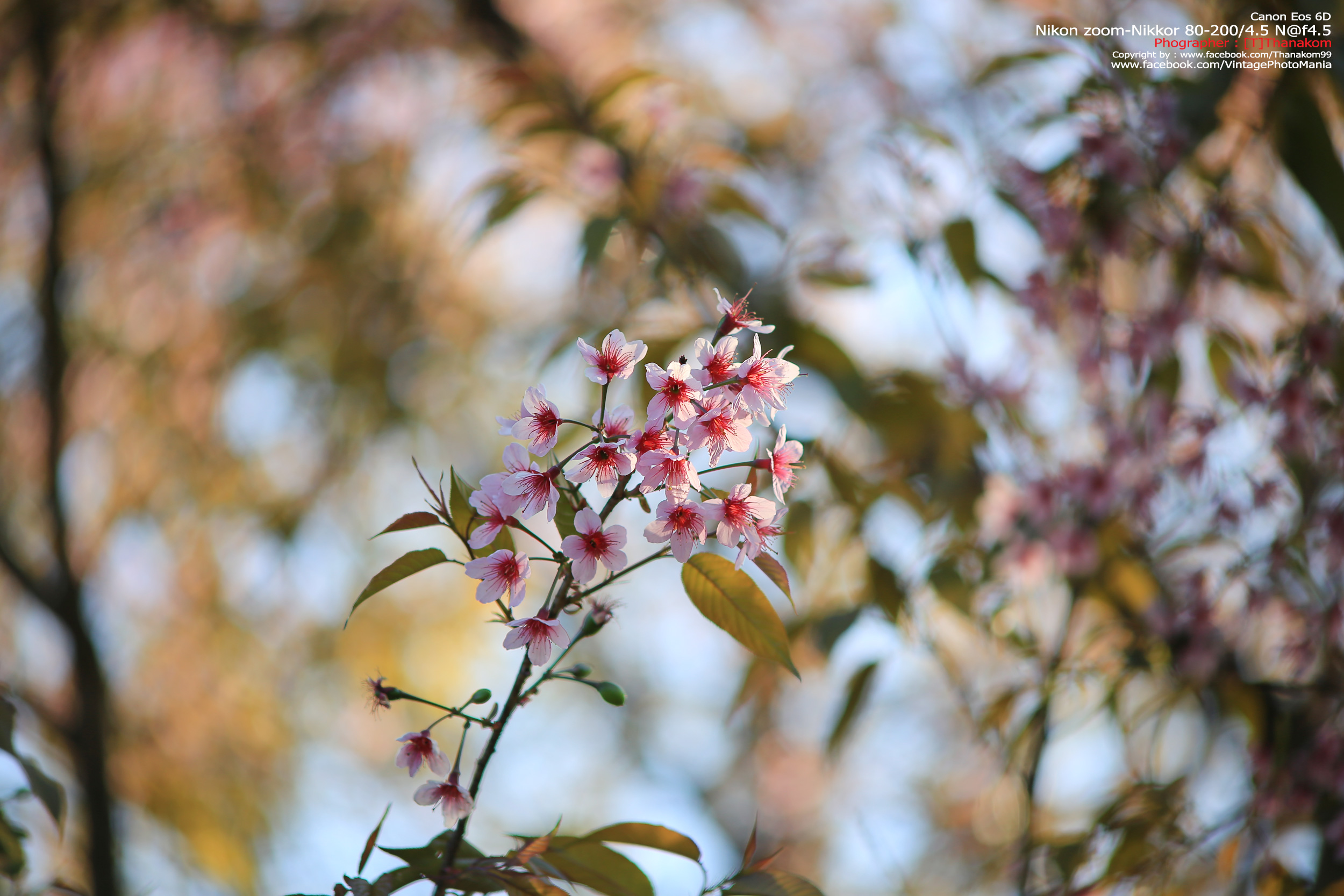 Nikon Zoom-Nikkor 80-200/4.5 N *Nikon Ai-S Mount เลนส์ซูมมือหมุนระยะไกลคมๆจากนิค่อน