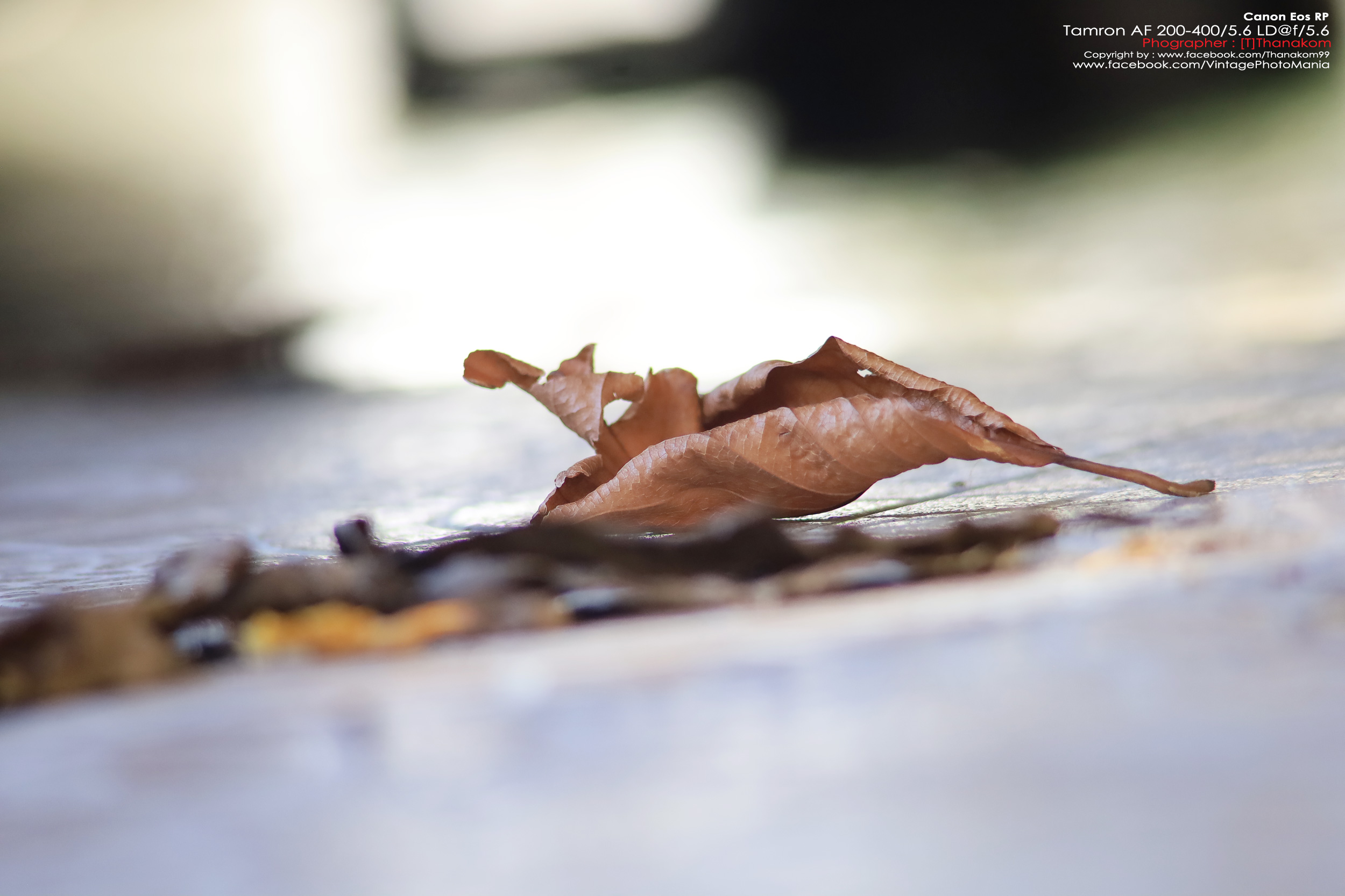 Tamron AF 200-400/5.6 LD *Canon EF เลนส์ซูมซูเปอร์เทเลสายถ่ายนกเอฟไม่ไหล