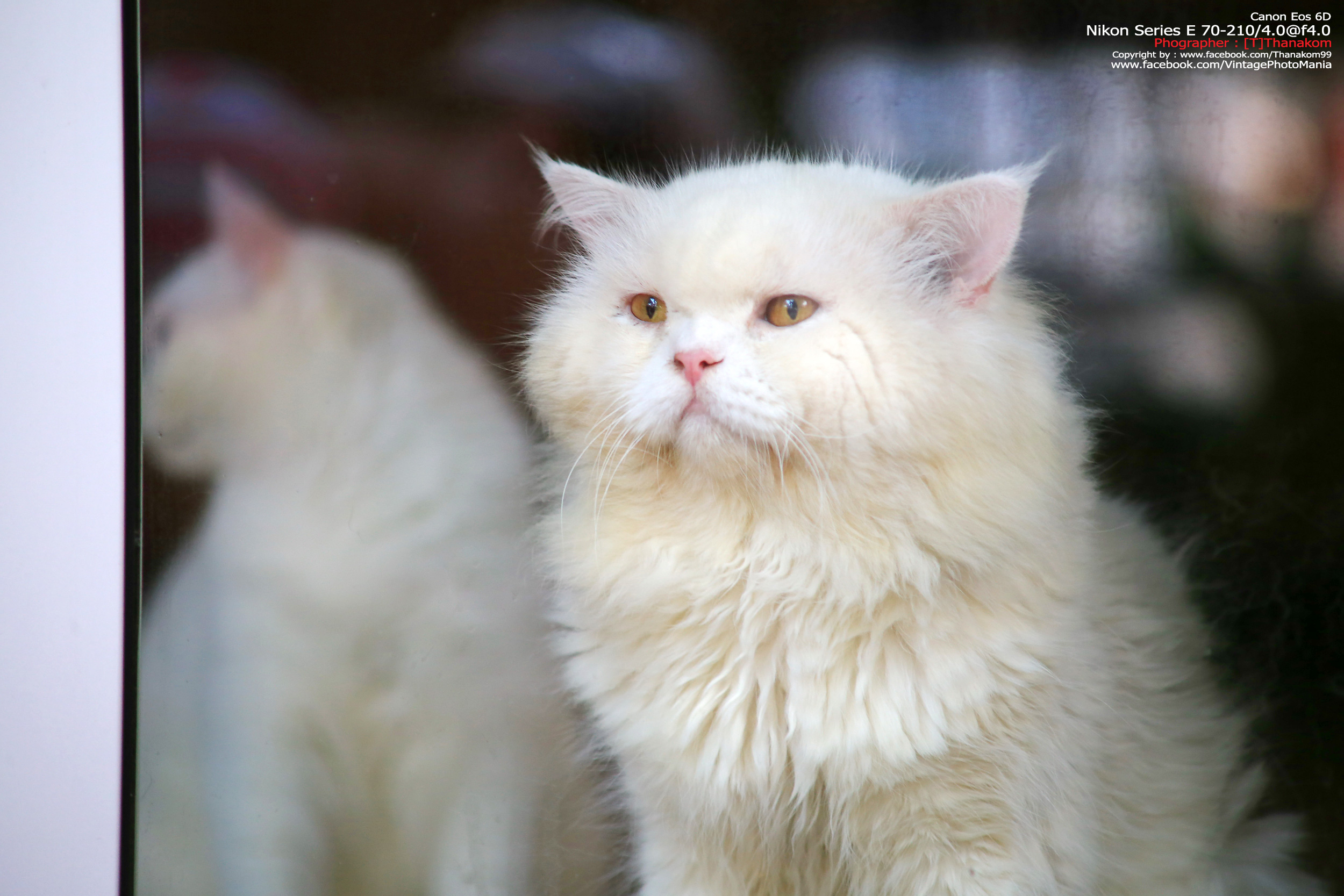 Nikon Series-E 70-210/4.0 *Nikon Ai-S Mount เลนส์มือหมุนคมๆละลายฉากหลังสวย