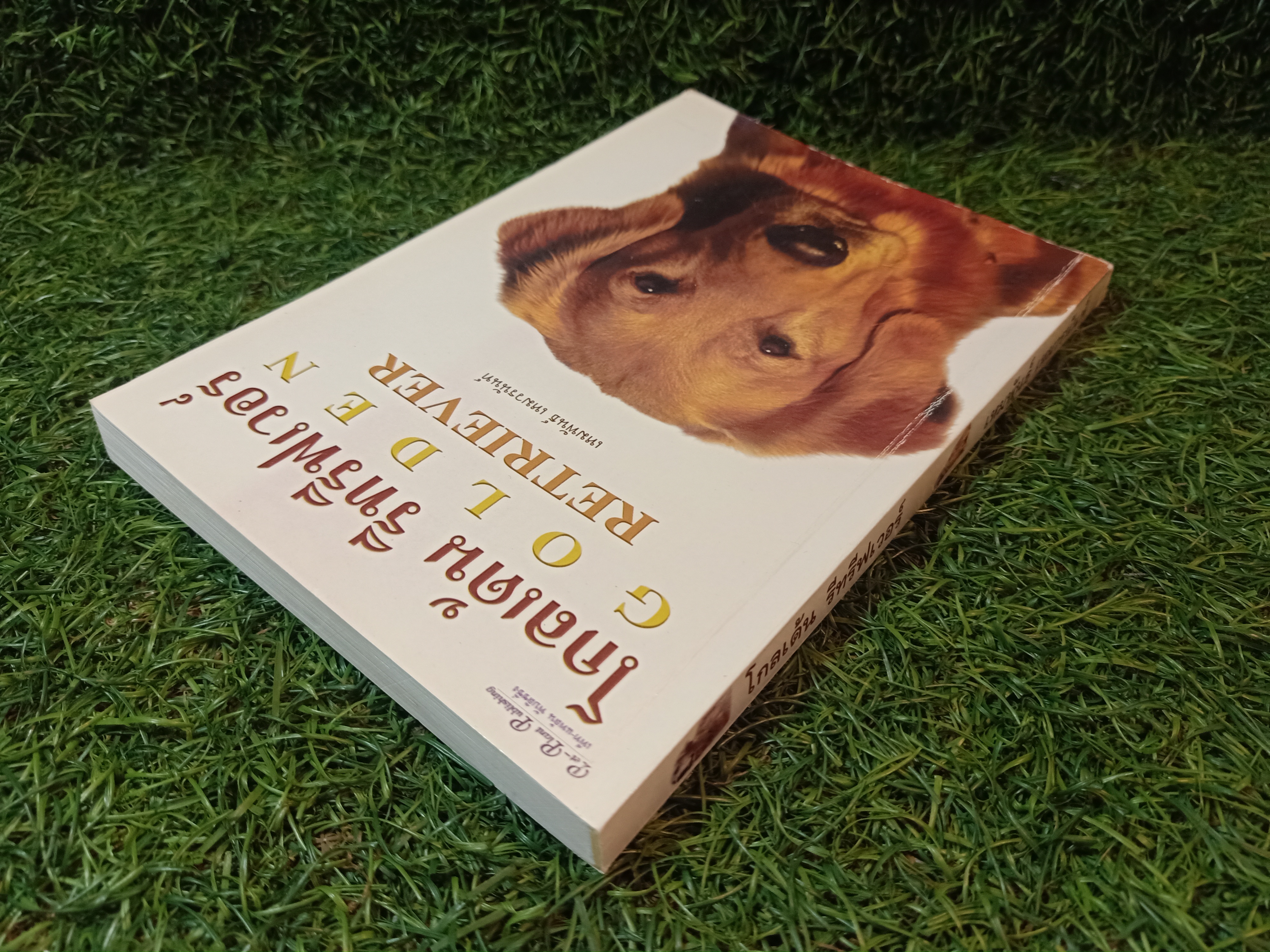 โกลเด้น รีทรีฟเวอร์ / เหมพันธ์ เหมวรนันท์