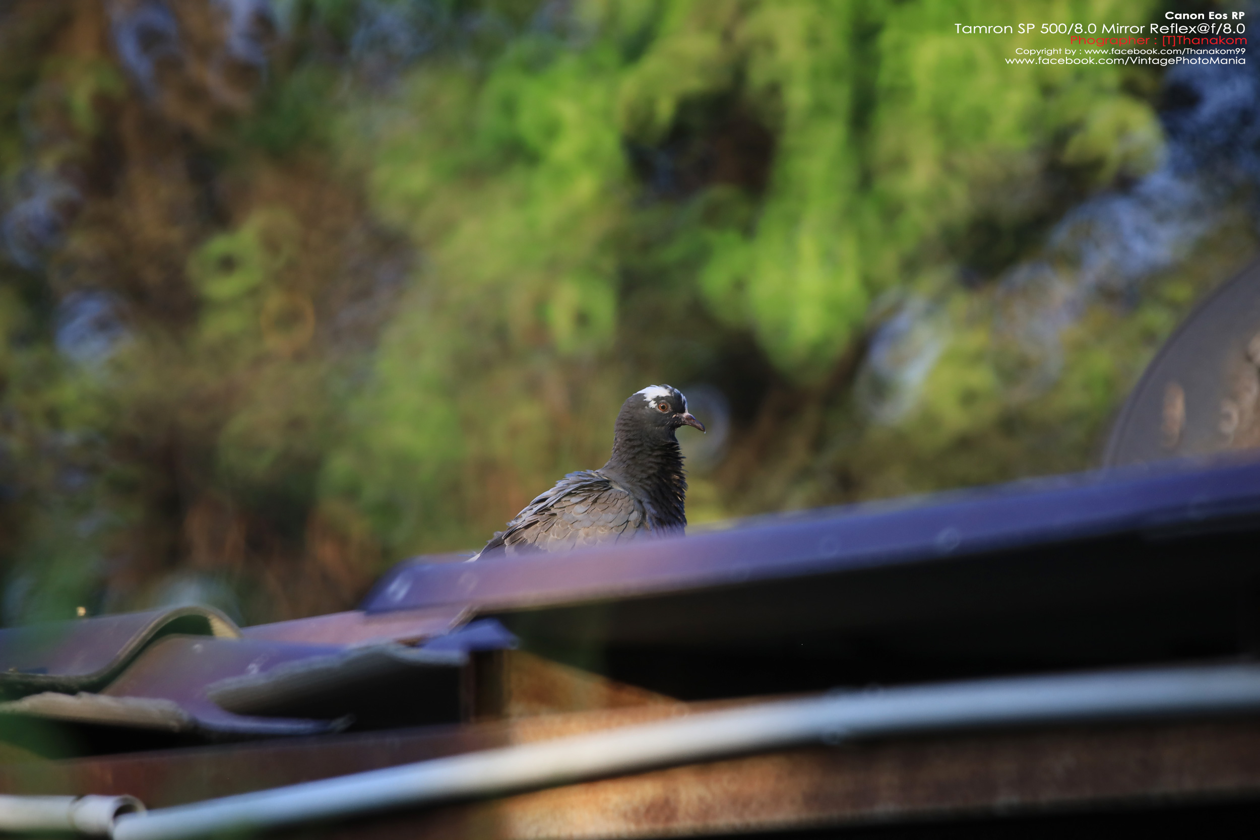 Tamron SP 500/8.0 Mirror Reflex Macro *Canon EF Mount เลนส์ถ่ายไกลสุดๆโบเก้โดนัท