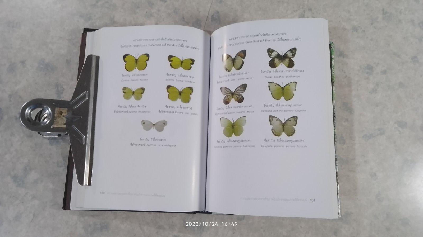 ความหลากหลายทางชีวภาพในป่าชายเลน ภาคใต้ตอนบน