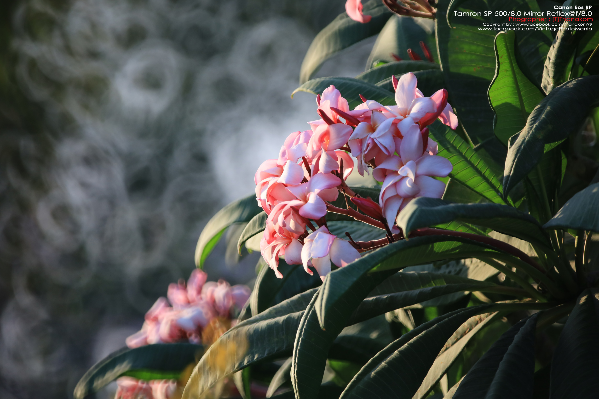 Tamron SP 500/8.0 Mirror Reflex Macro *Canon EF Mount เลนส์ถ่ายไกลสุดๆโบเก้โดนัท