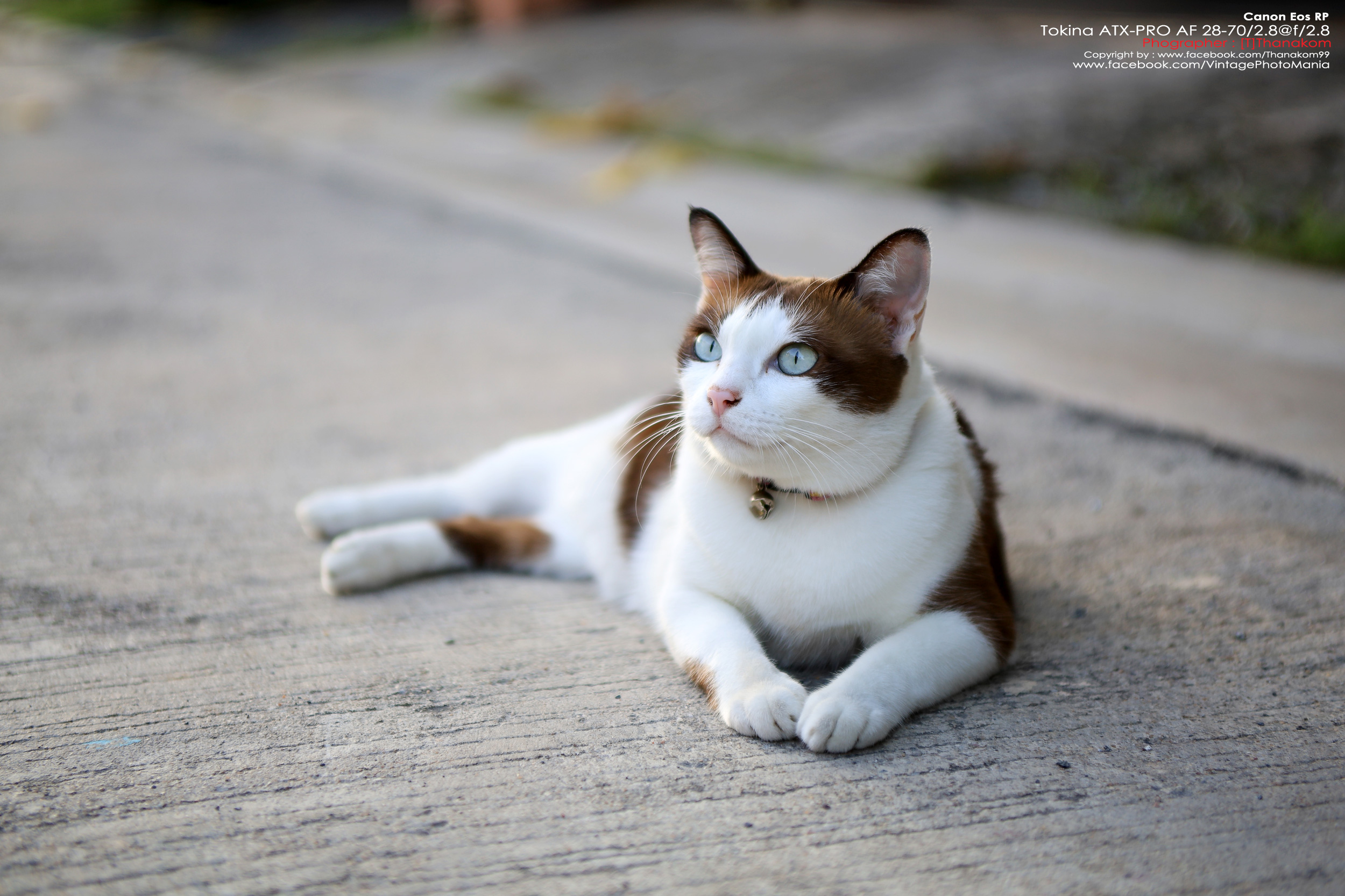 Tokina AT-X PRO AF 28-70/2.8 *Nikon AF-D Mount เลนส์ซูมเกรดโปรเอฟไม่ไหล