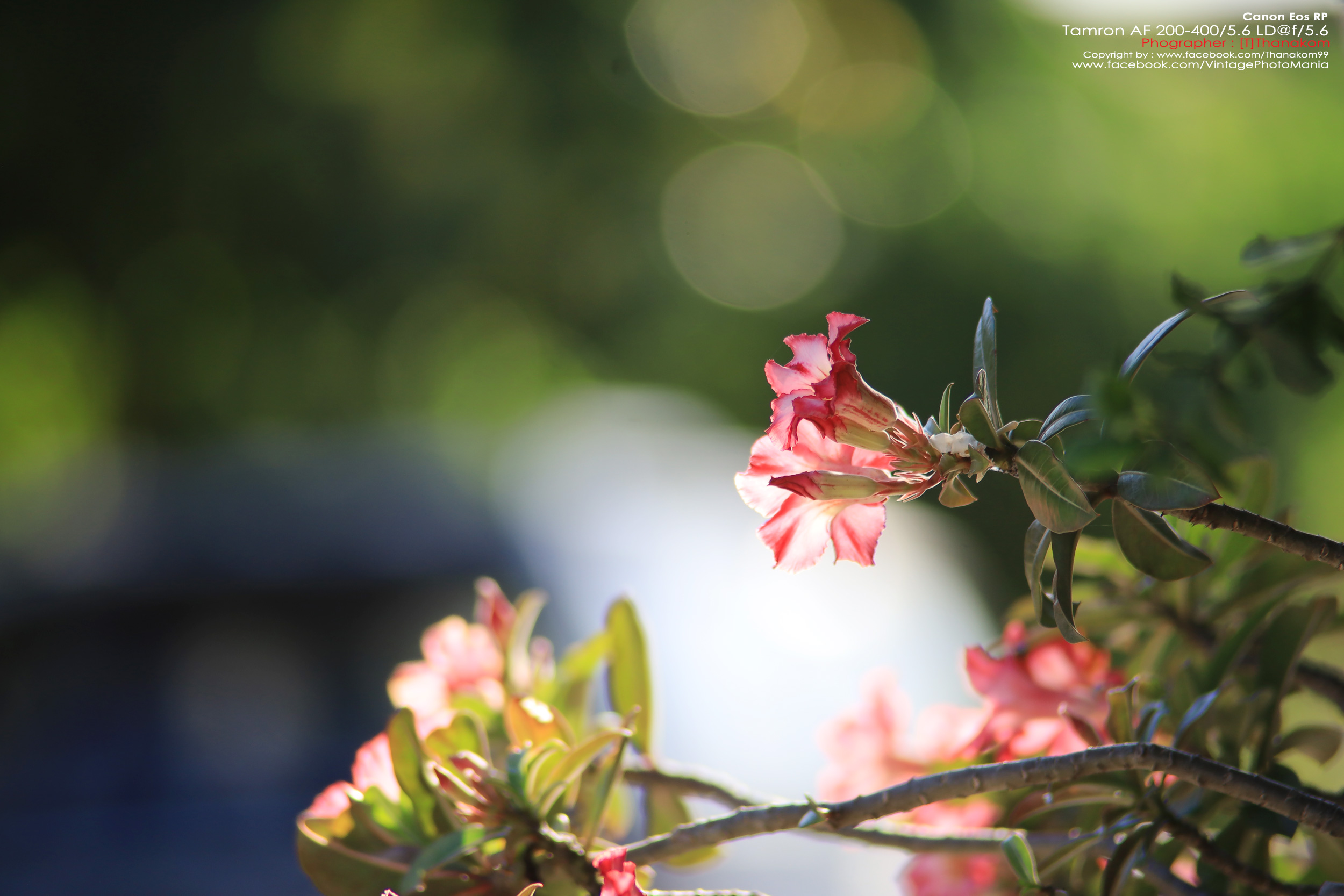 Tamron AF 200-400/5.6 LD *Canon EF เลนส์ซูมซูเปอร์เทเลสายถ่ายนกเอฟไม่ไหล