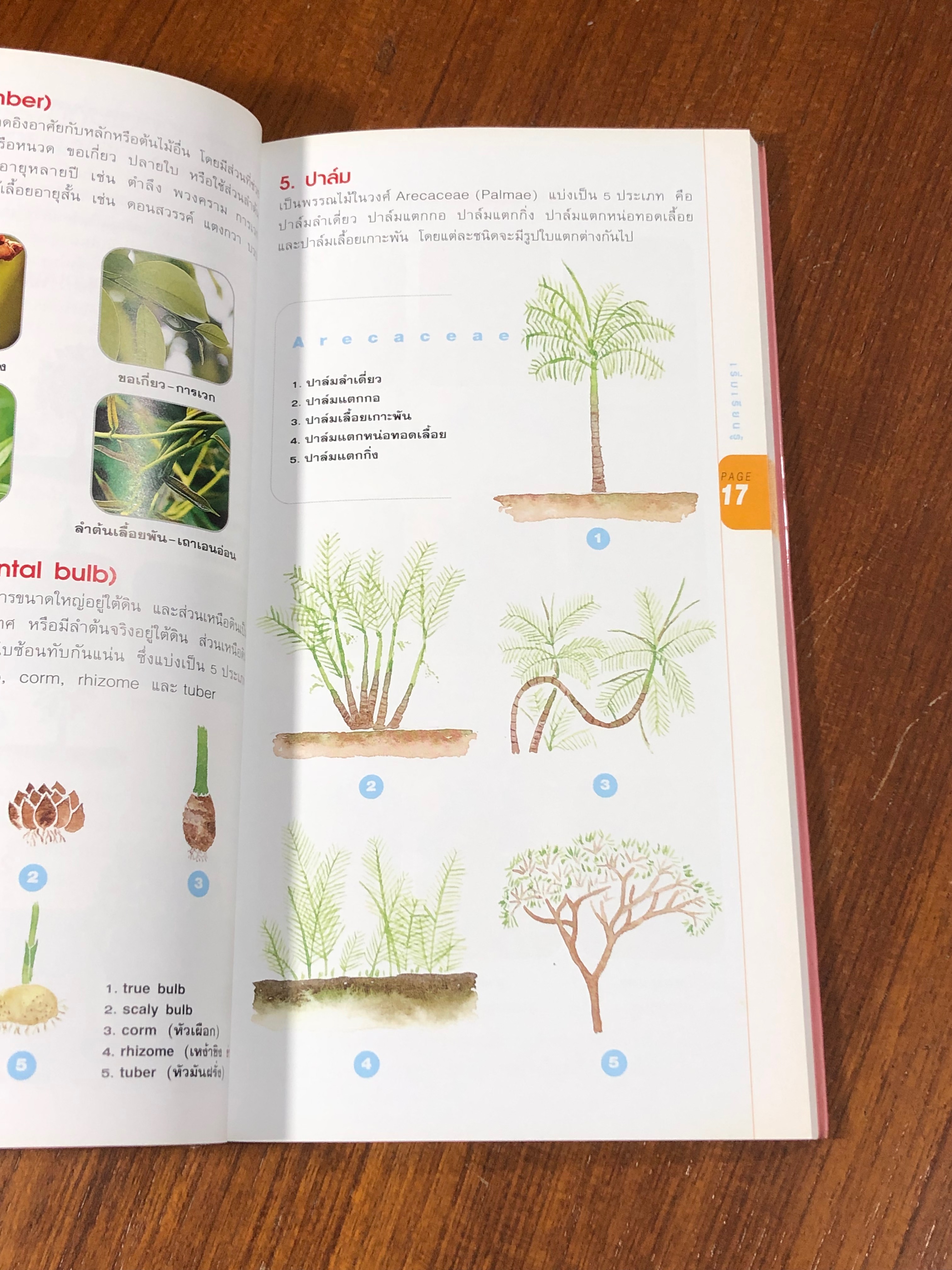 มือใหม่หัดปลูก / อุไร จิรมงคลการ