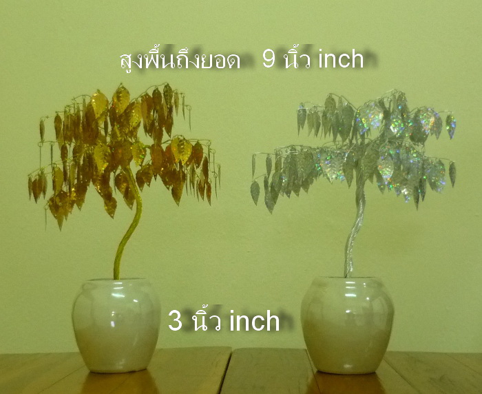 ต้นโพธิ์เงืน โพธิ์ทอง คู่เล็ก
