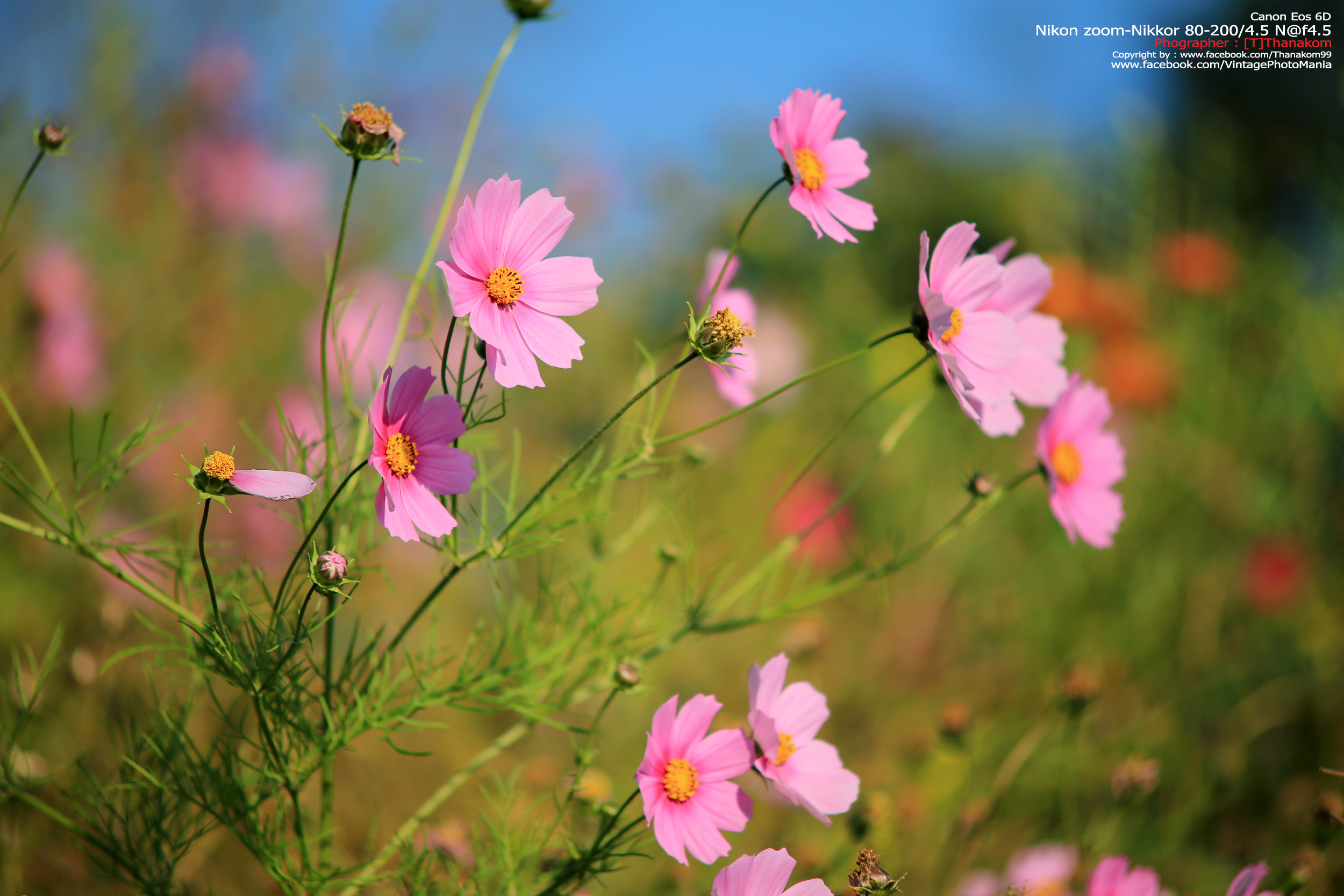 Nikon Zoom-Nikkor 80-200/4.5 N *Nikon Ai-S Mount เลนส์ซูมมือหมุนระยะไกลคมๆจากนิค่อน