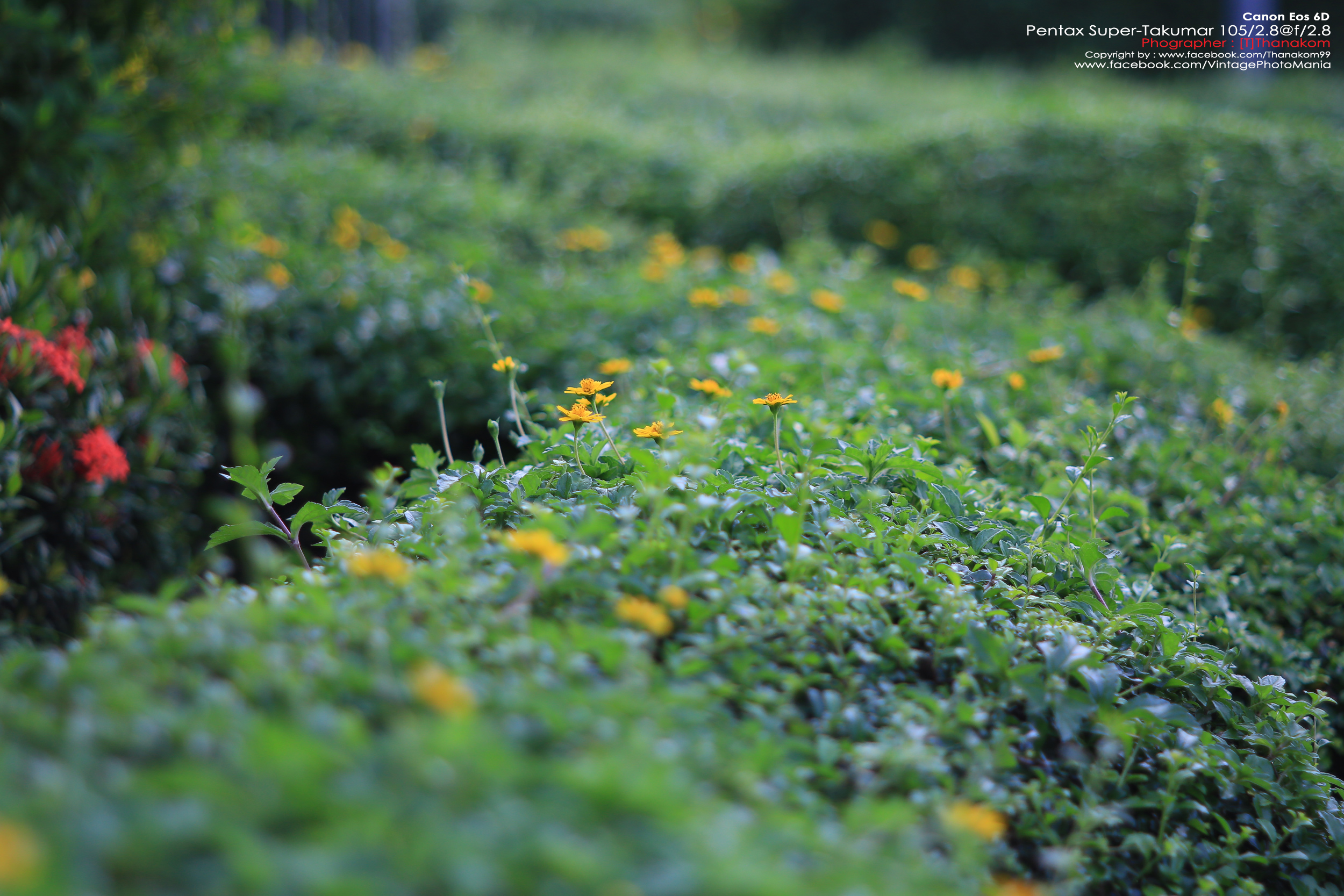 Pentax Super-Multi-Coated Takumar 105/2.8 *M42 Mount เลนส์พรอตเทรตตัวเล็กคมๆ