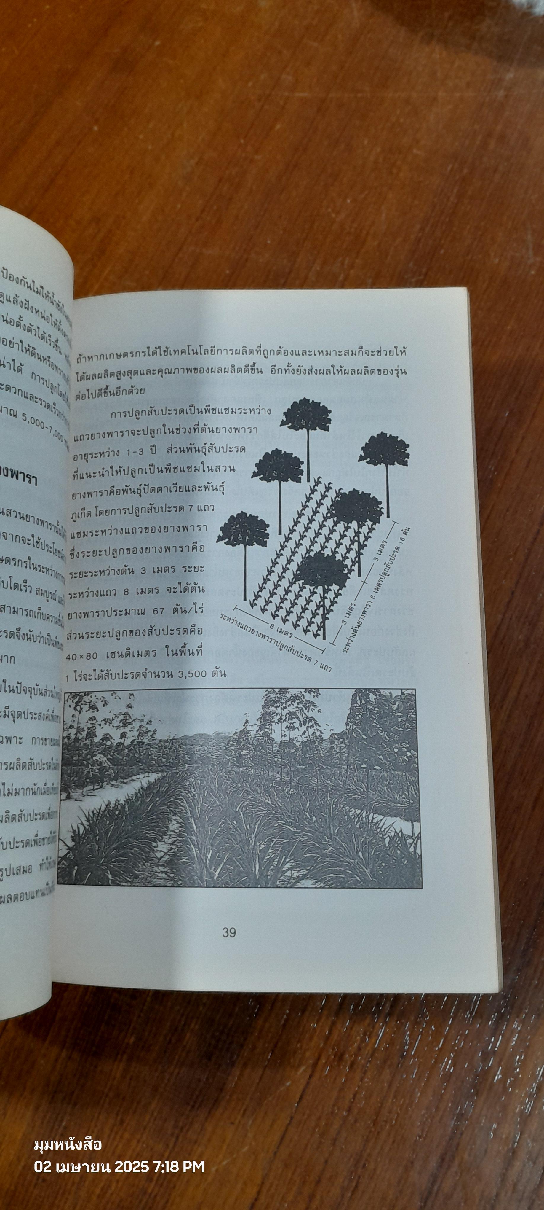 สับปะรด / จิราพรรณ คล้ายกิจจา