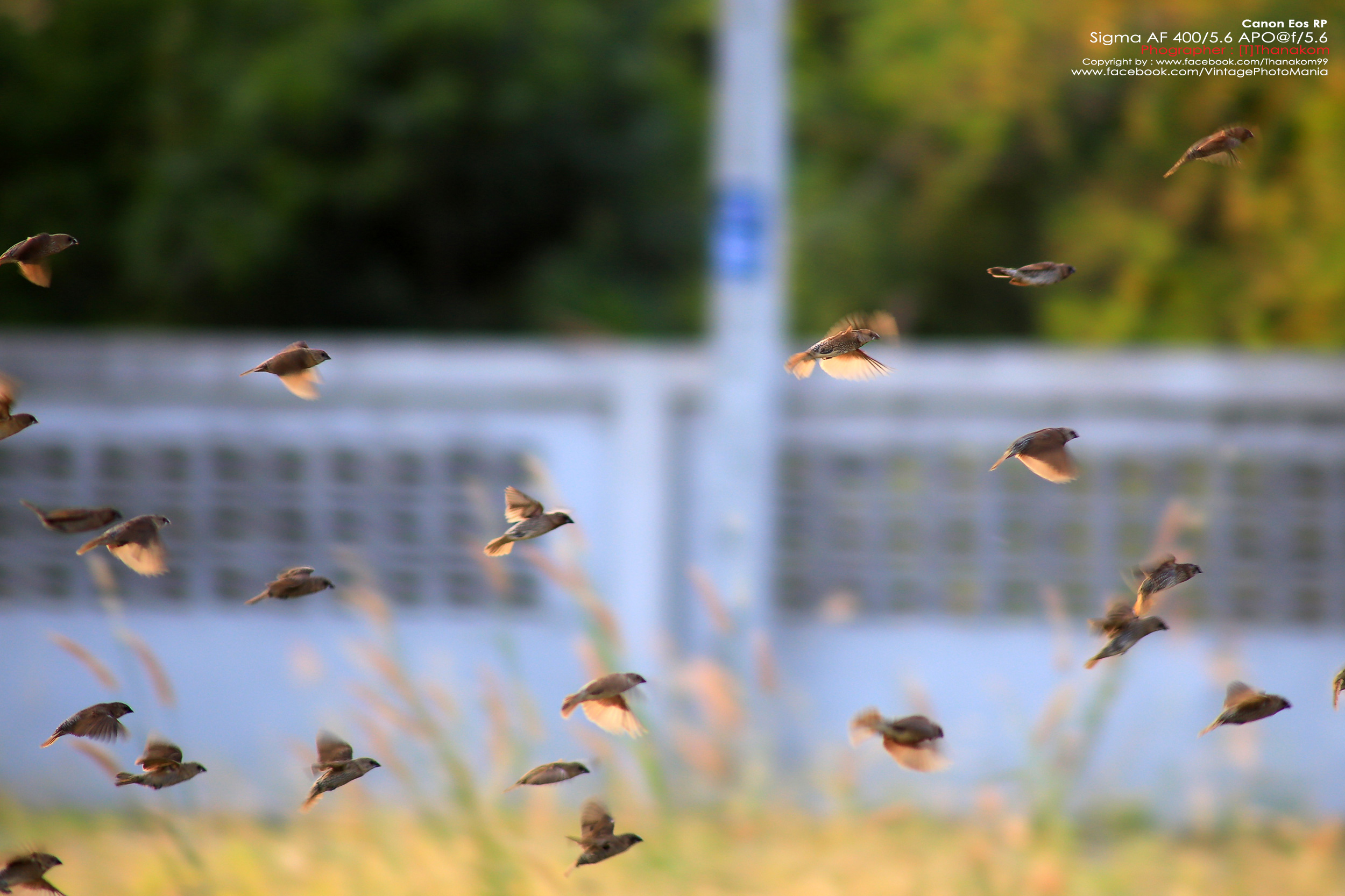 Sigma AF 400/5.6 *Nikon AF-D Mount เลนส์ซูมซูเปอร์เทเลสายถ่ายนกเอฟกว้าง