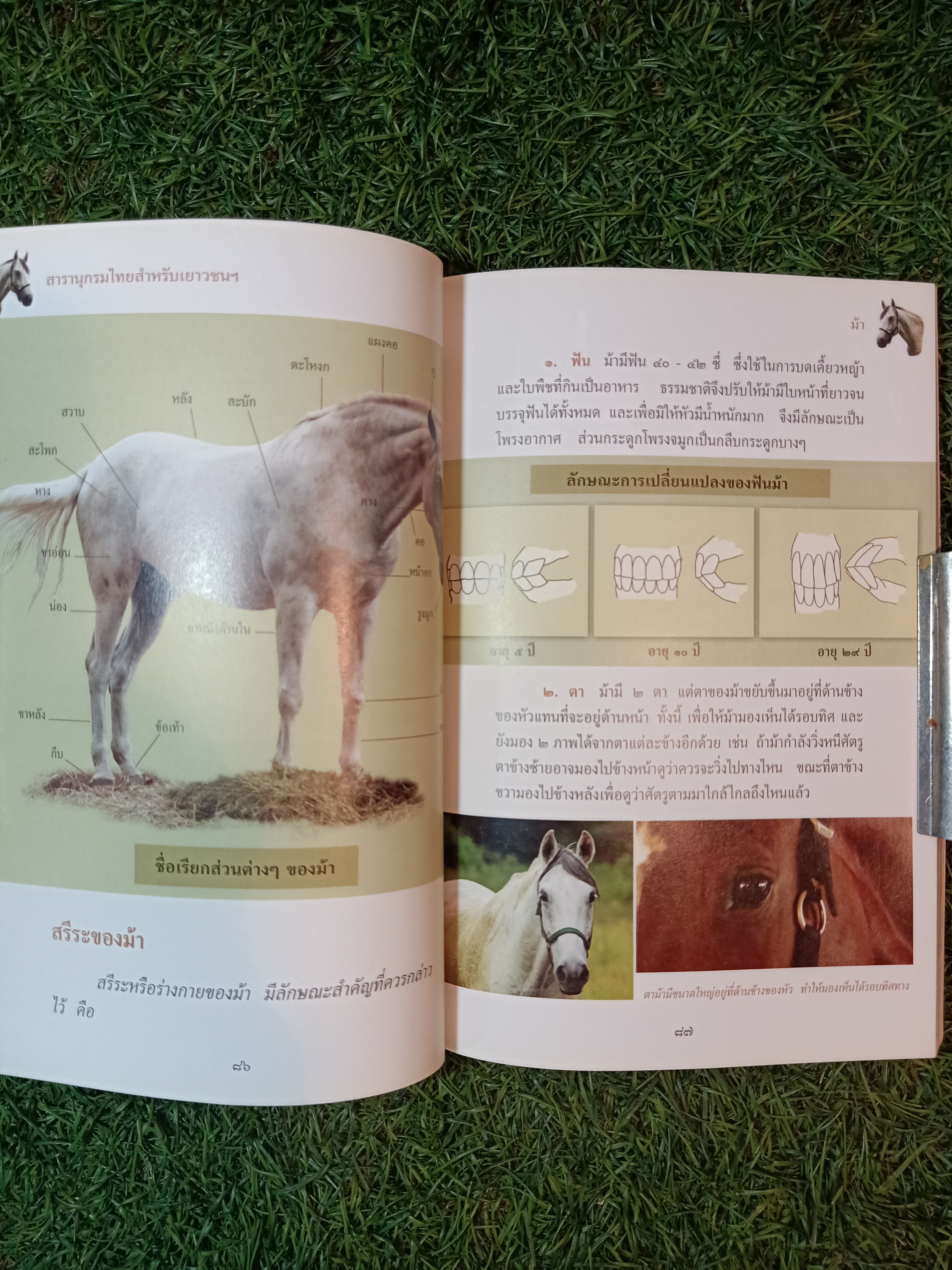 สารานุกรมไทยสำหรับเยาวชน ช้าง ม้า วัวควาย ฉบับเสริมการเรียนรู้ เล่ม ๑๒ / อลงกรณ์ มหรรณพ