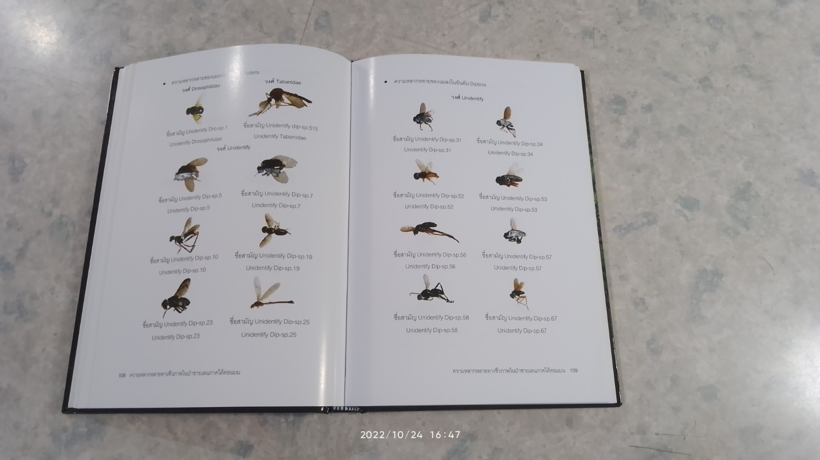 ความหลากหลายทางชีวภาพในป่าชายเลน ภาคใต้ตอนบน