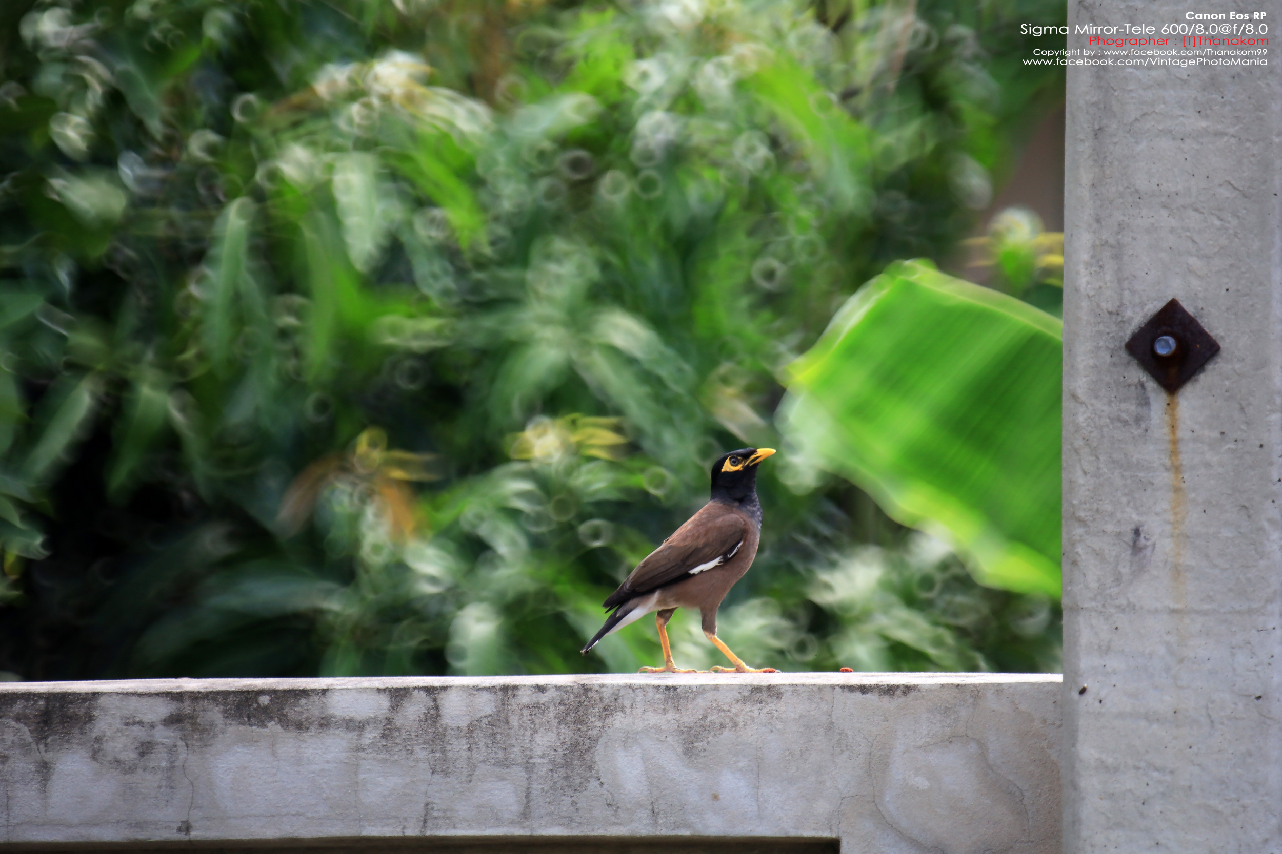 Sigma MC 600/8.0 Mirror Reflex *Canon EF Mount เลนส์ถ่ายไกลสุดๆโบเก้โดนัท