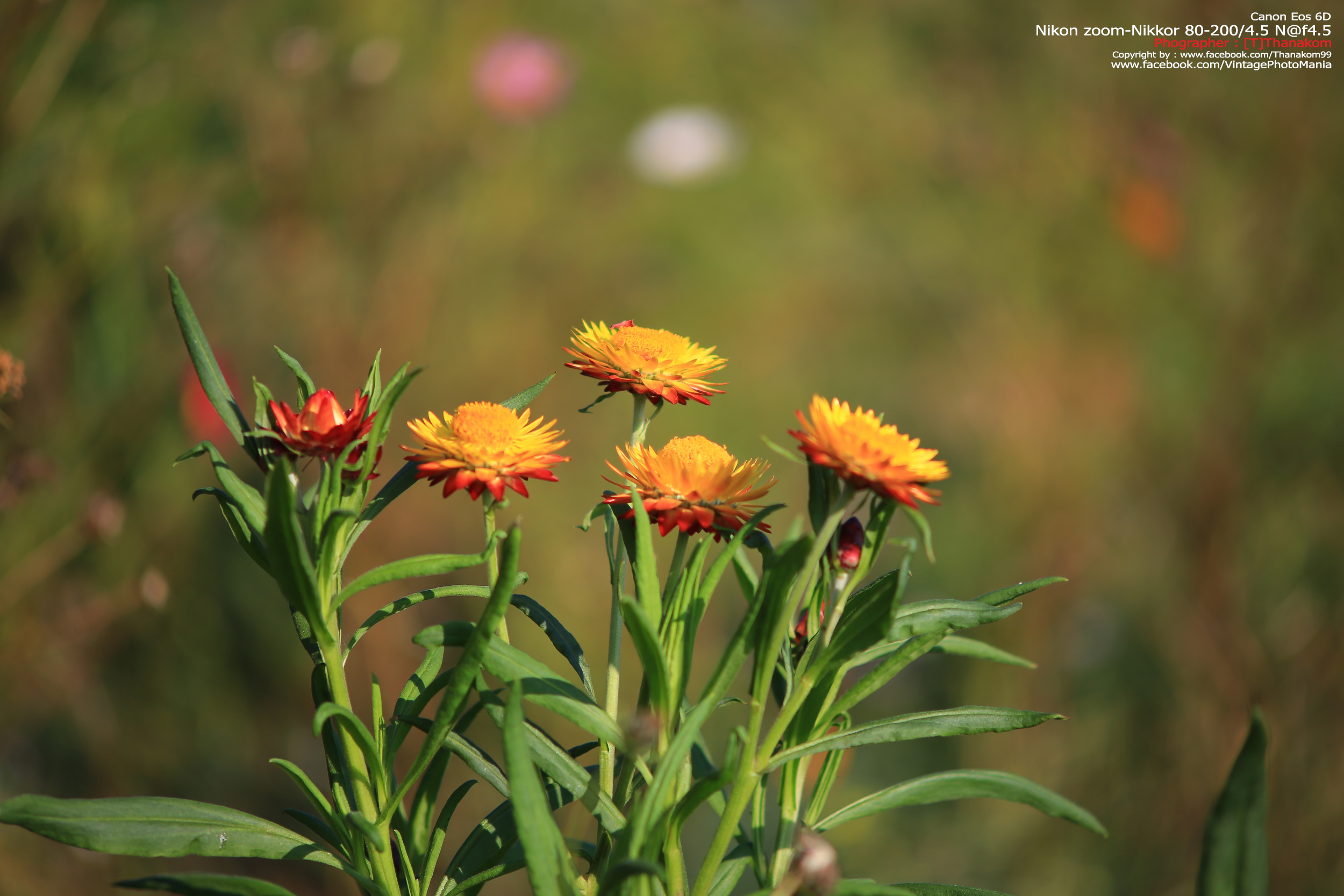 Nikon Zoom-Nikkor 80-200/4.5 N *Nikon Ai-S Mount เลนส์ซูมมือหมุนระยะไกลคมๆจากนิค่อน