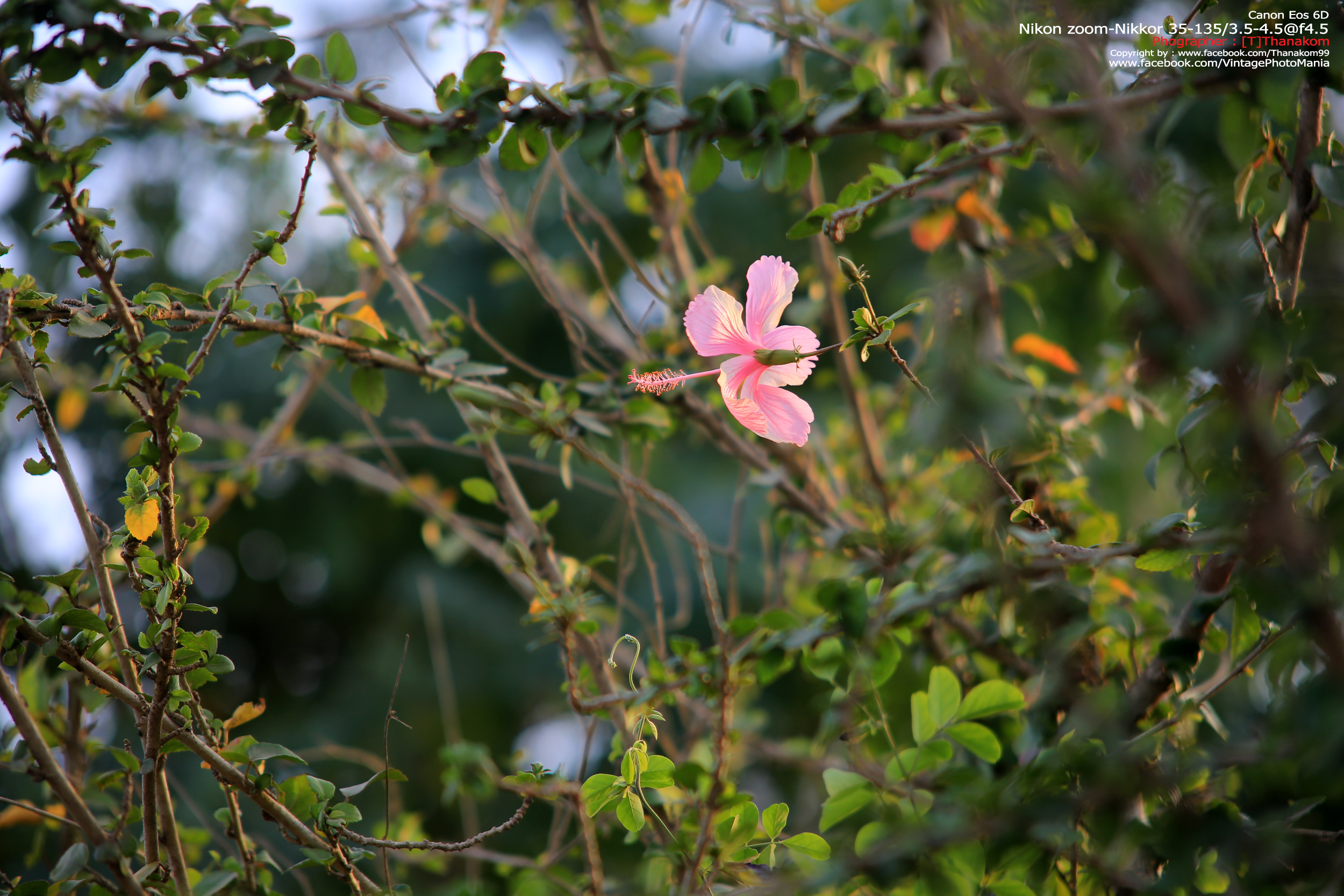 Nikon Zoom-Nikkor 35-135/3.5-4.5 *Nikon Ai-S Mount เลนส์ซูมอเนกประสงค์