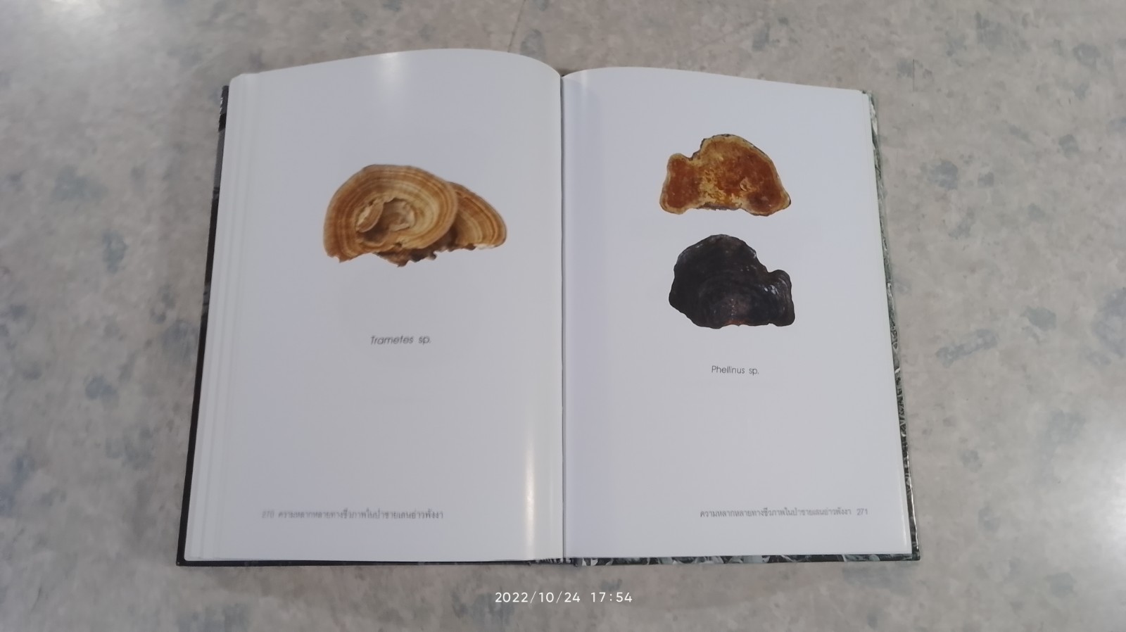 ความหลากหลายทางชีวภาพในป่าชายเลน อ่าวพังงา