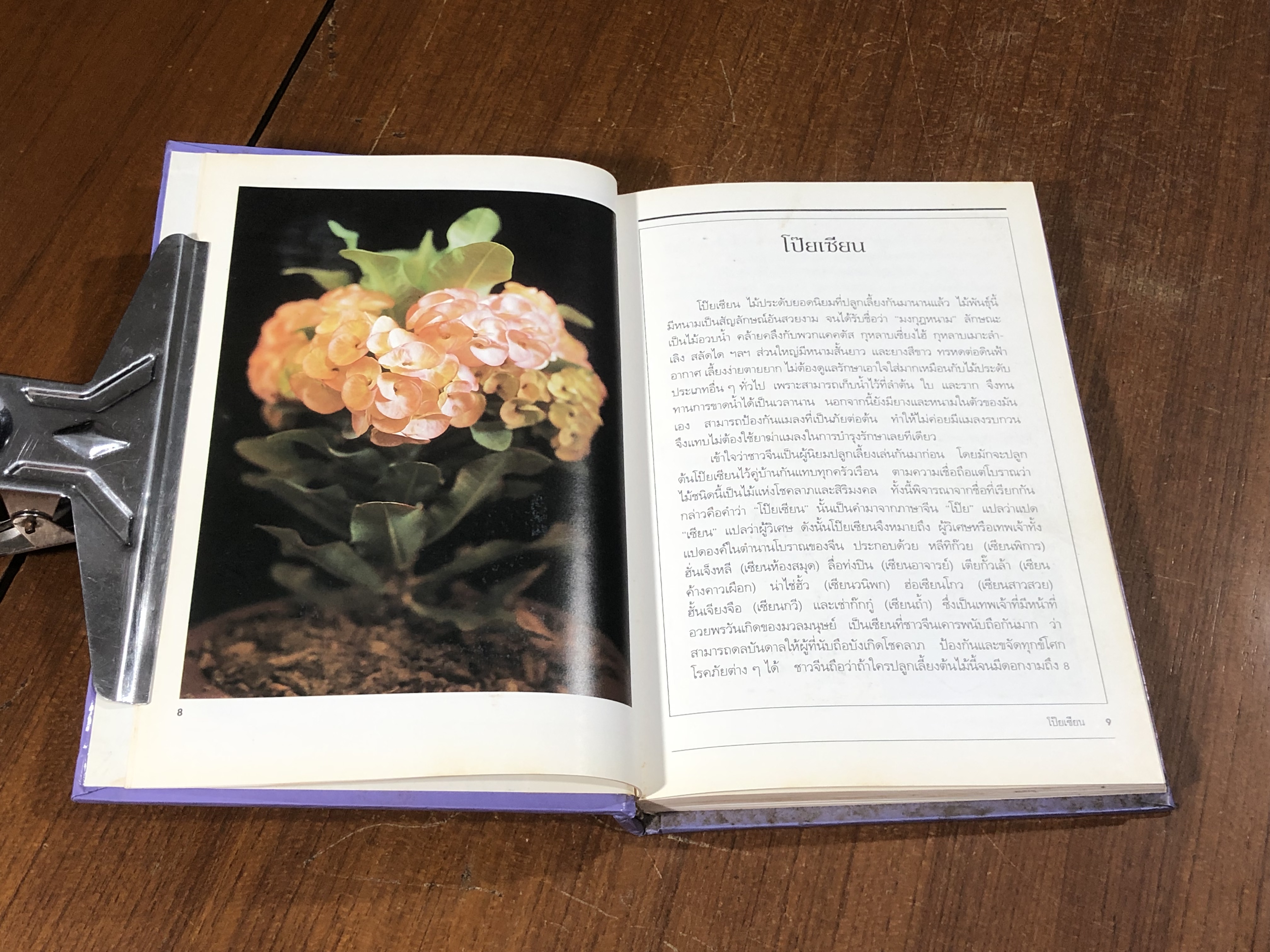 โป๊ยเซียน ไม้ดอกเสี่ยงทาย ไม้แห่งโชคลาภ / ไพโรจน์ จักรวาลชัย